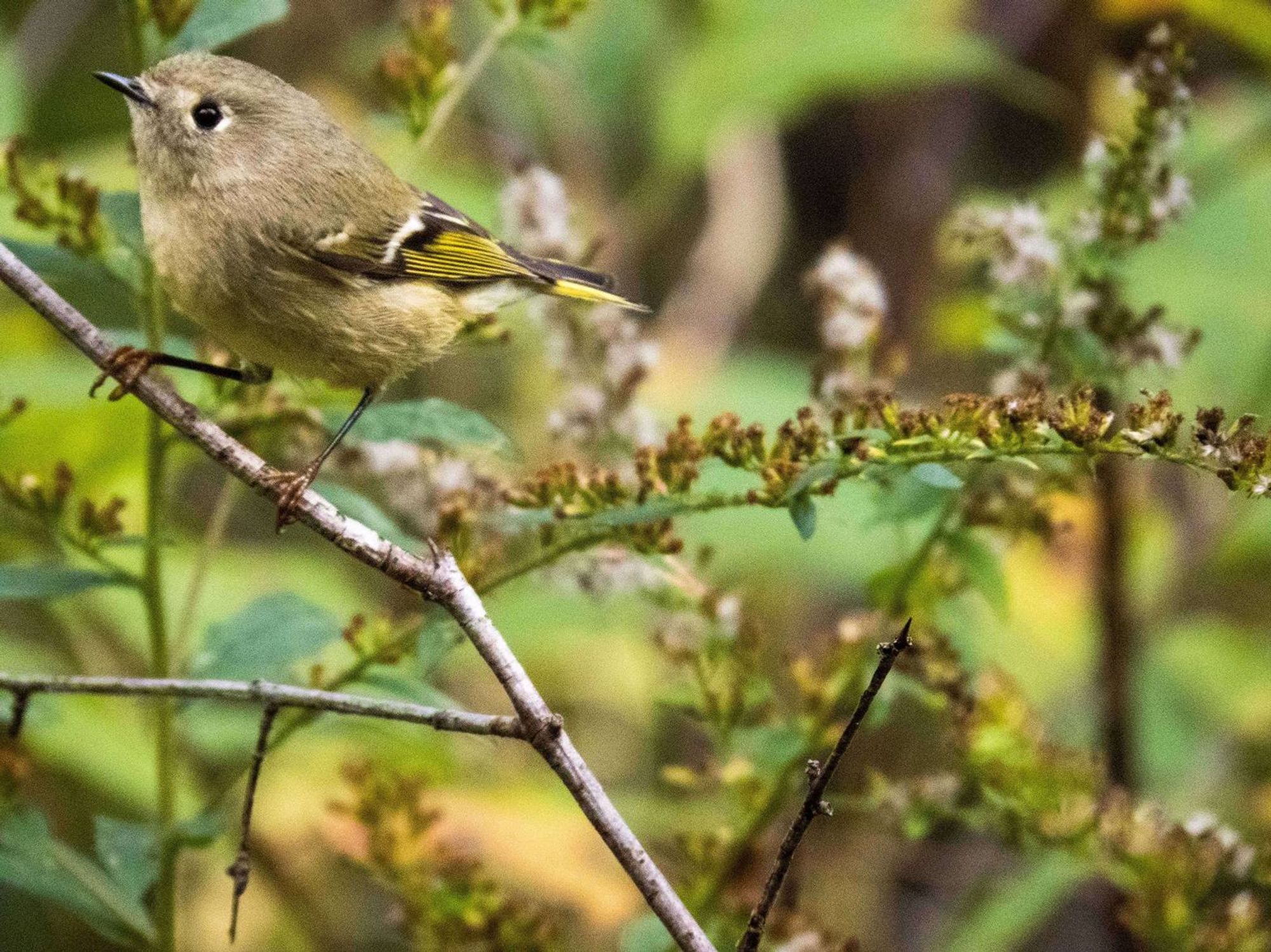 A small bird on a twig at the top left hand corner of the photo, looking like its leaving.