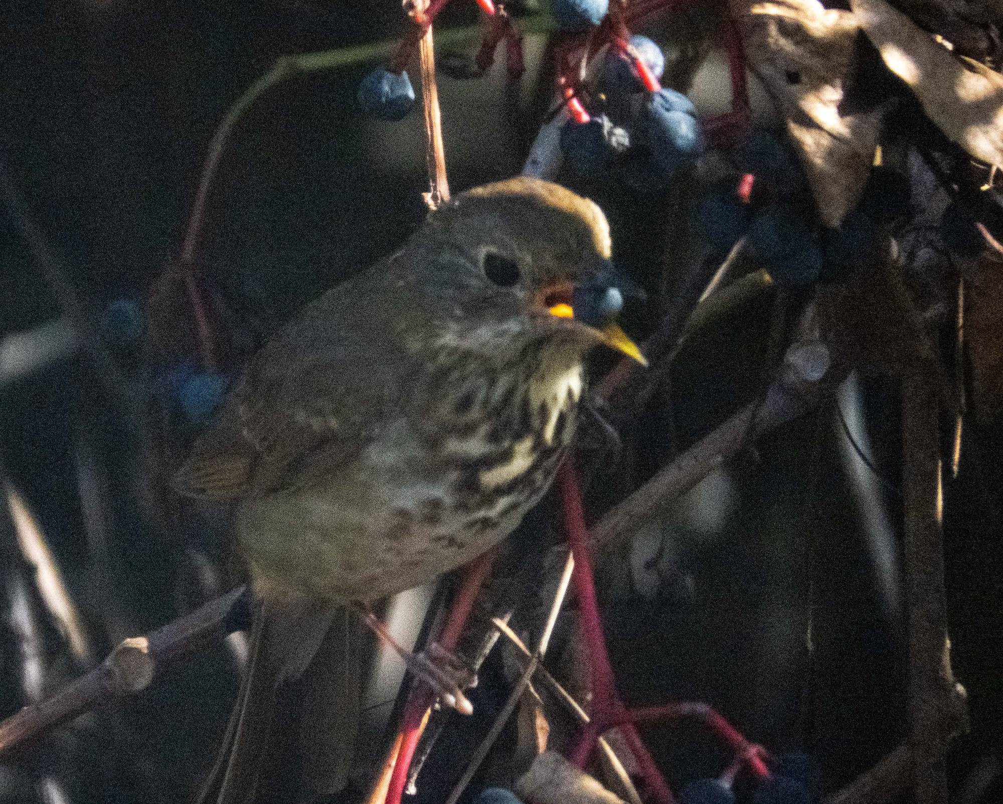 A brownish streaked bird eating a berry