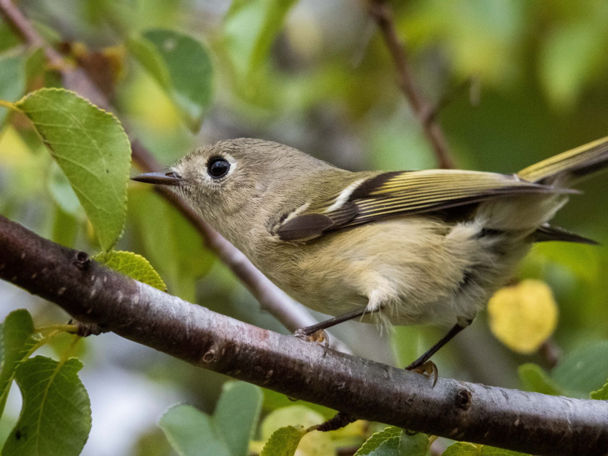 A Ruby-crowned Kinglet on a shrub branch.