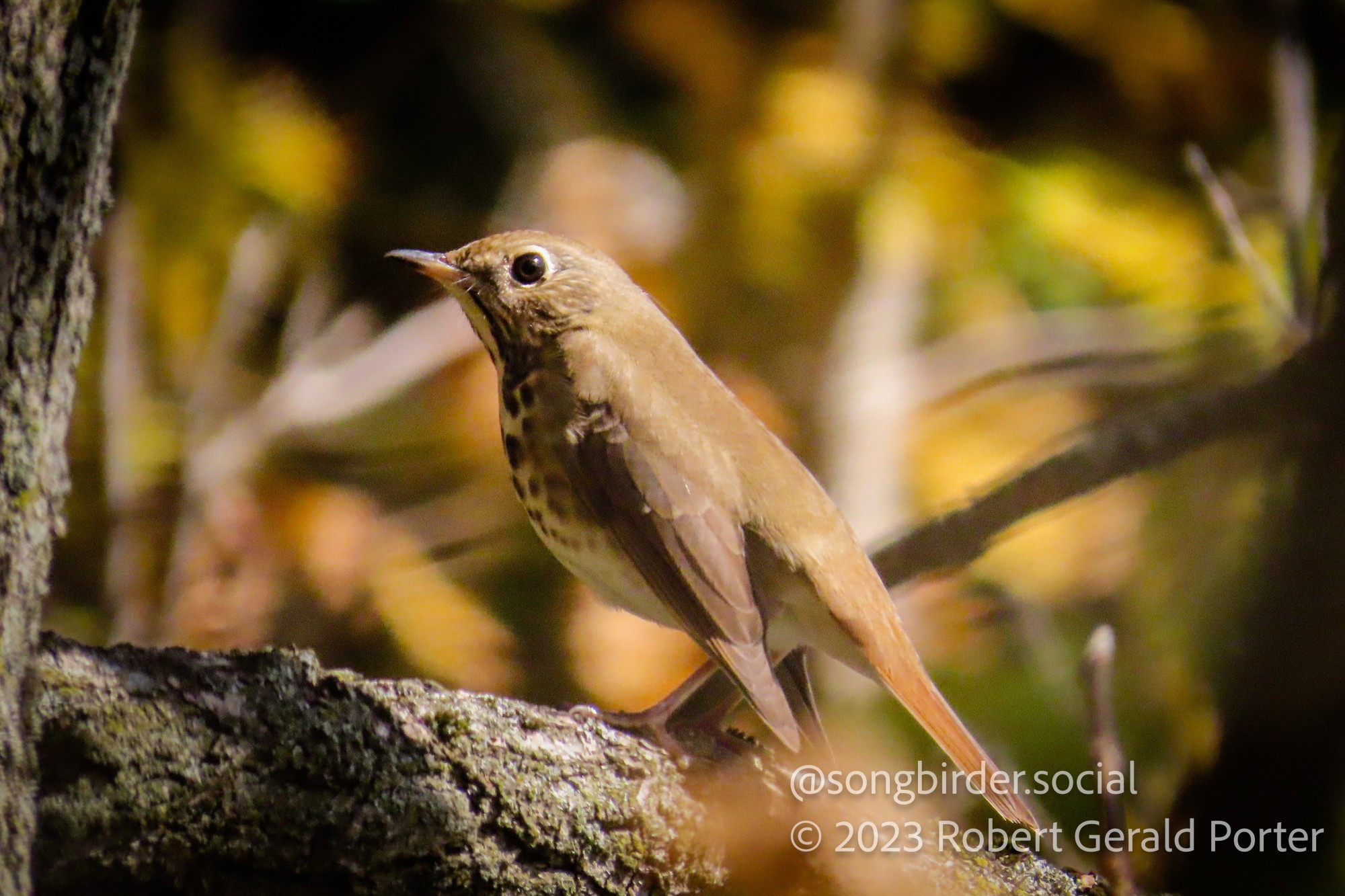 A Hermit Thrush on a tree branch.