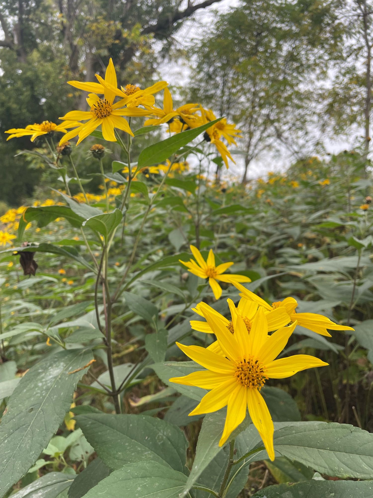 Some small perennial sunflowers