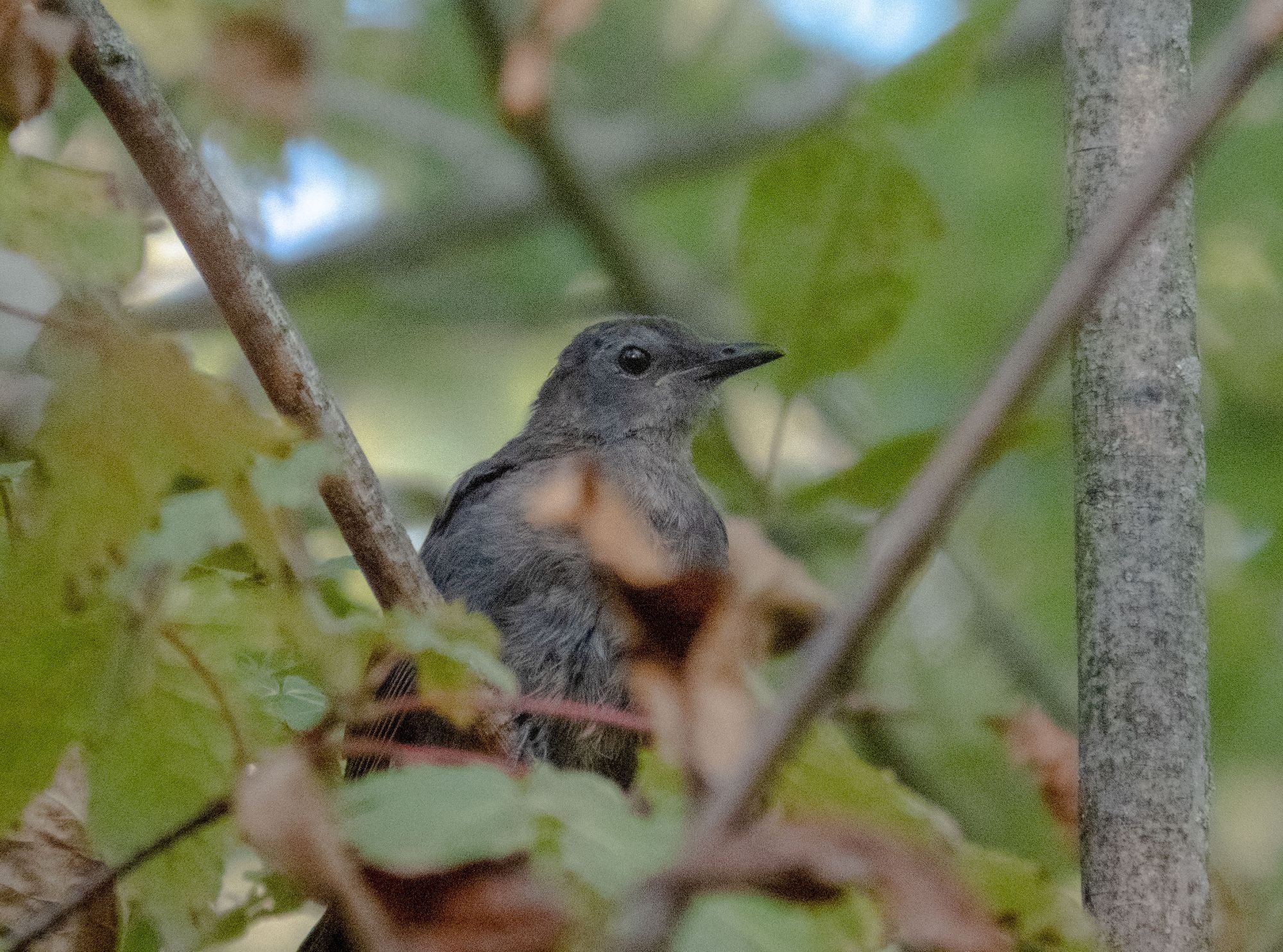 A grey bird perches in a tree.