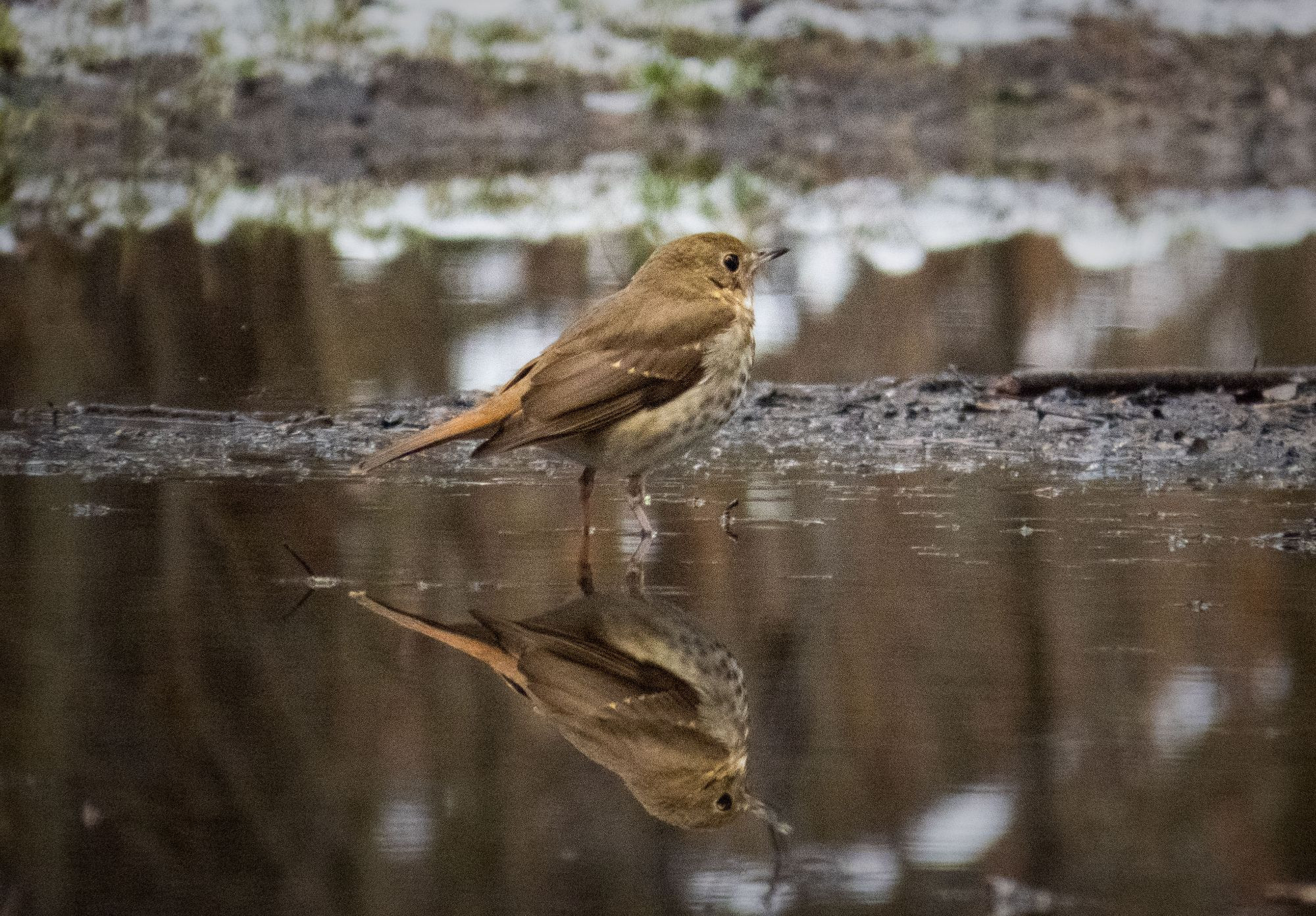 A brown bird in a puddle with its reflection visible off the water.