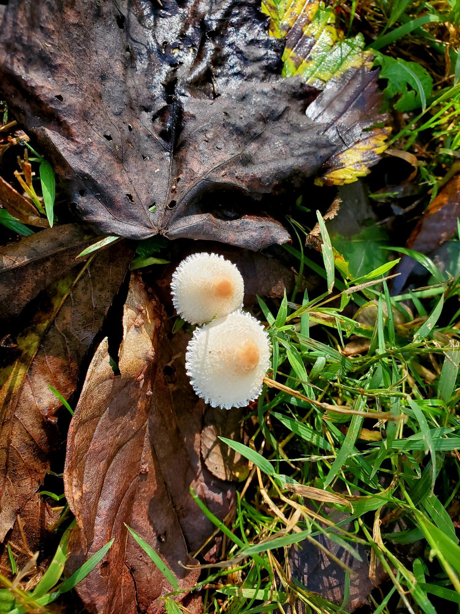 above view of 2 white yellow mushrooms side by side that kinda look like nipples and I only realized that as I was typing this. There are some brown leaves and grass surround them.