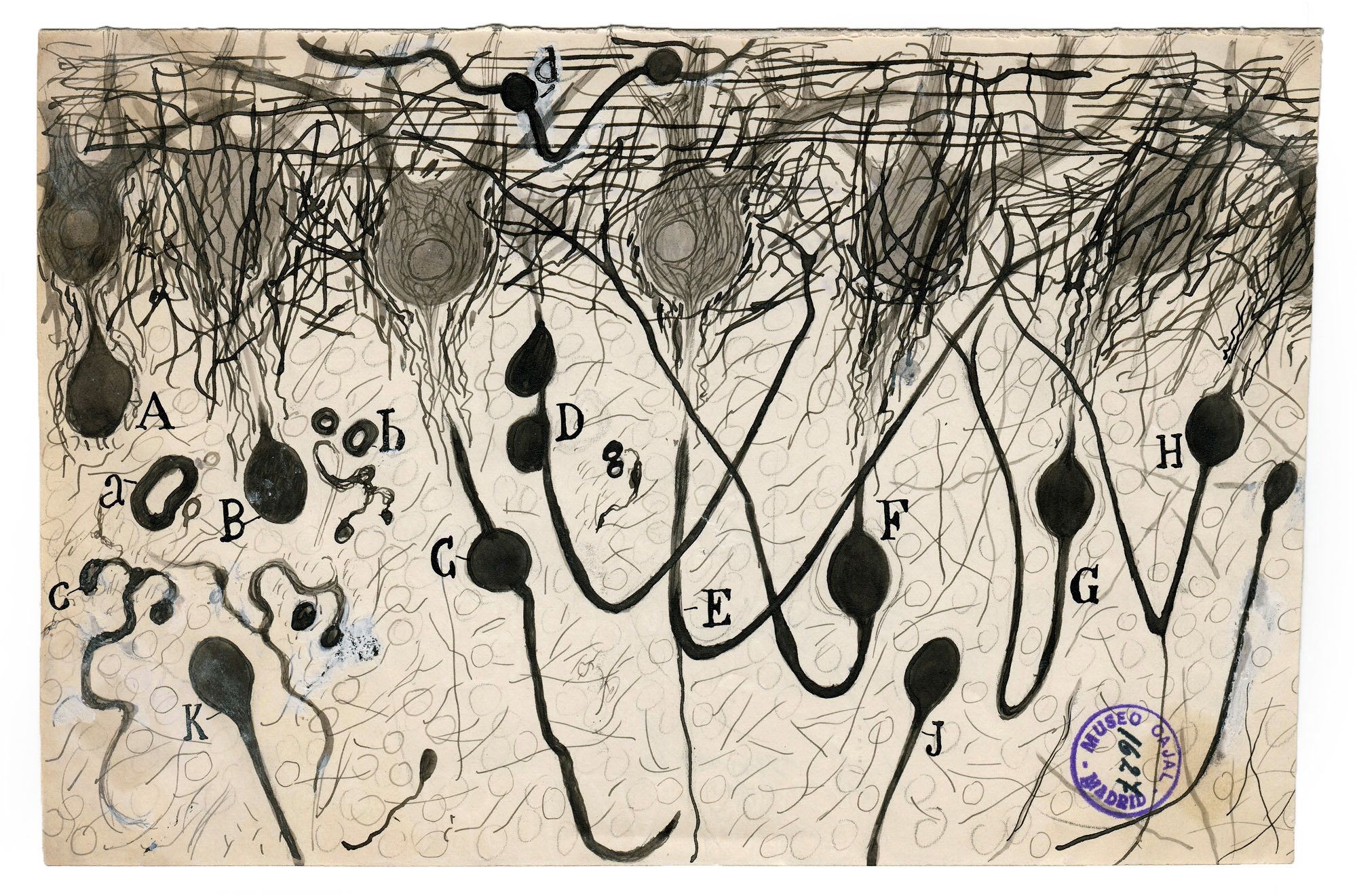 A Ramon y Cajal neuron sketch