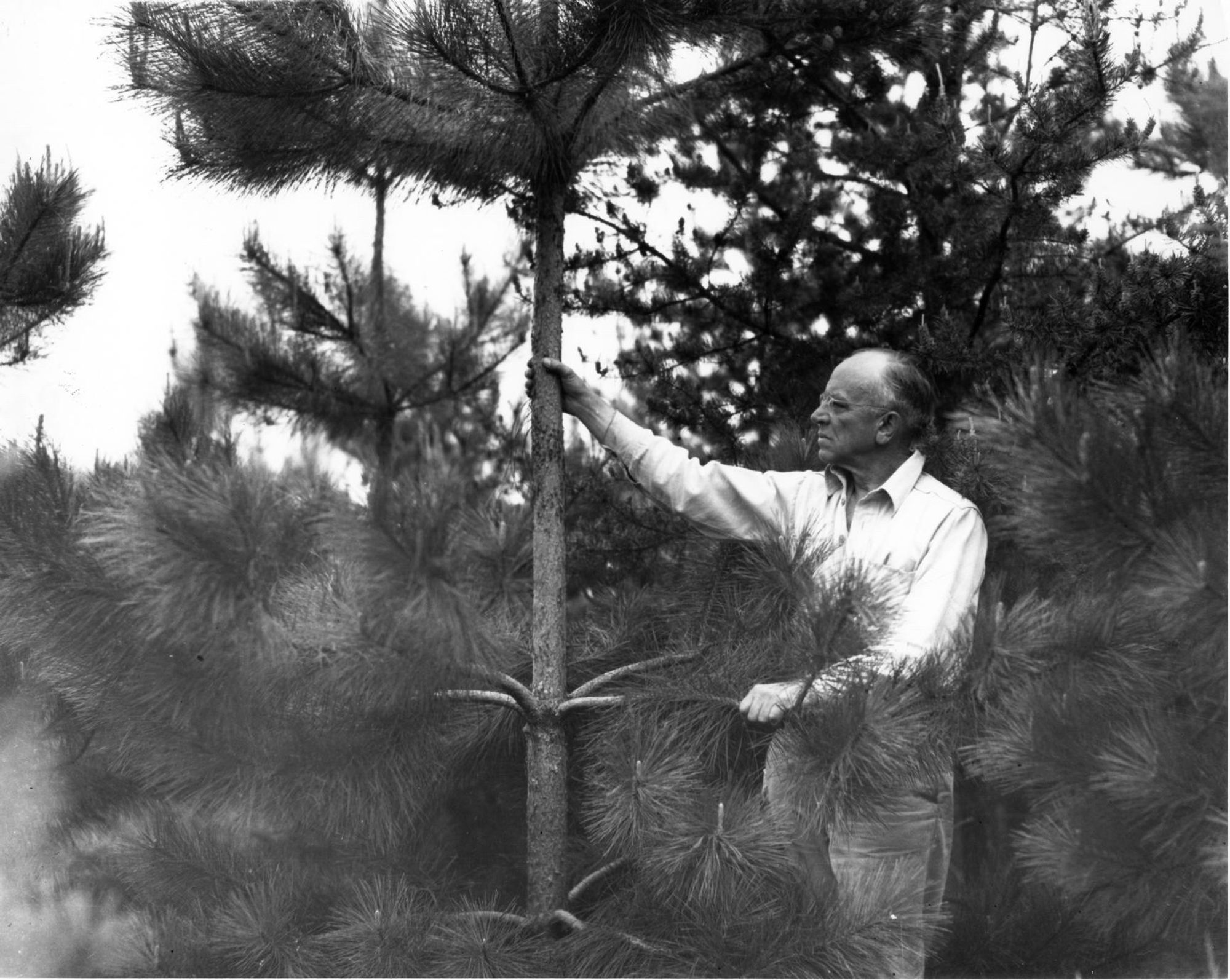 Photo of Leopold examining a red pine.