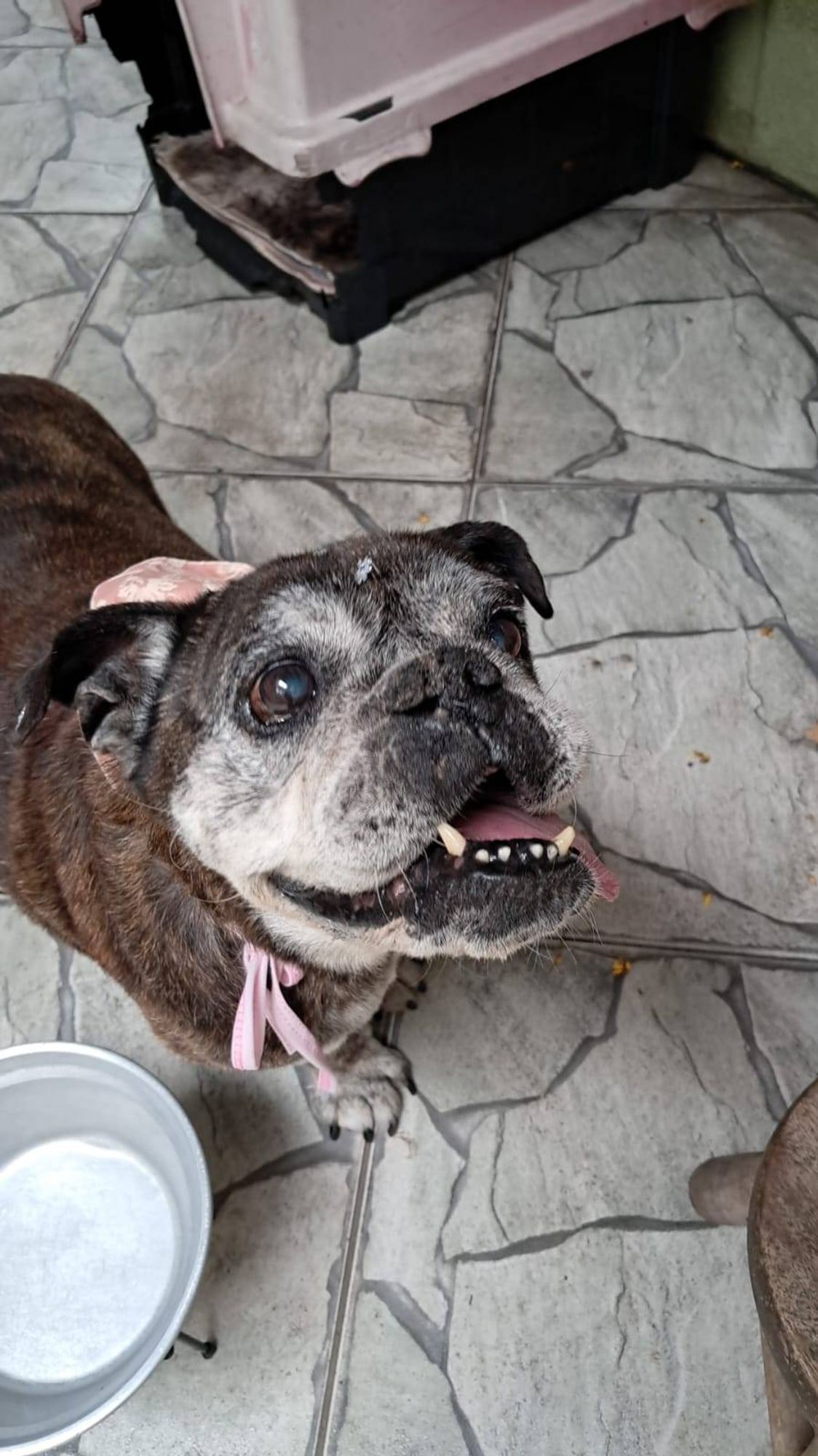 Buldogue com língua de fora olhando pra cima