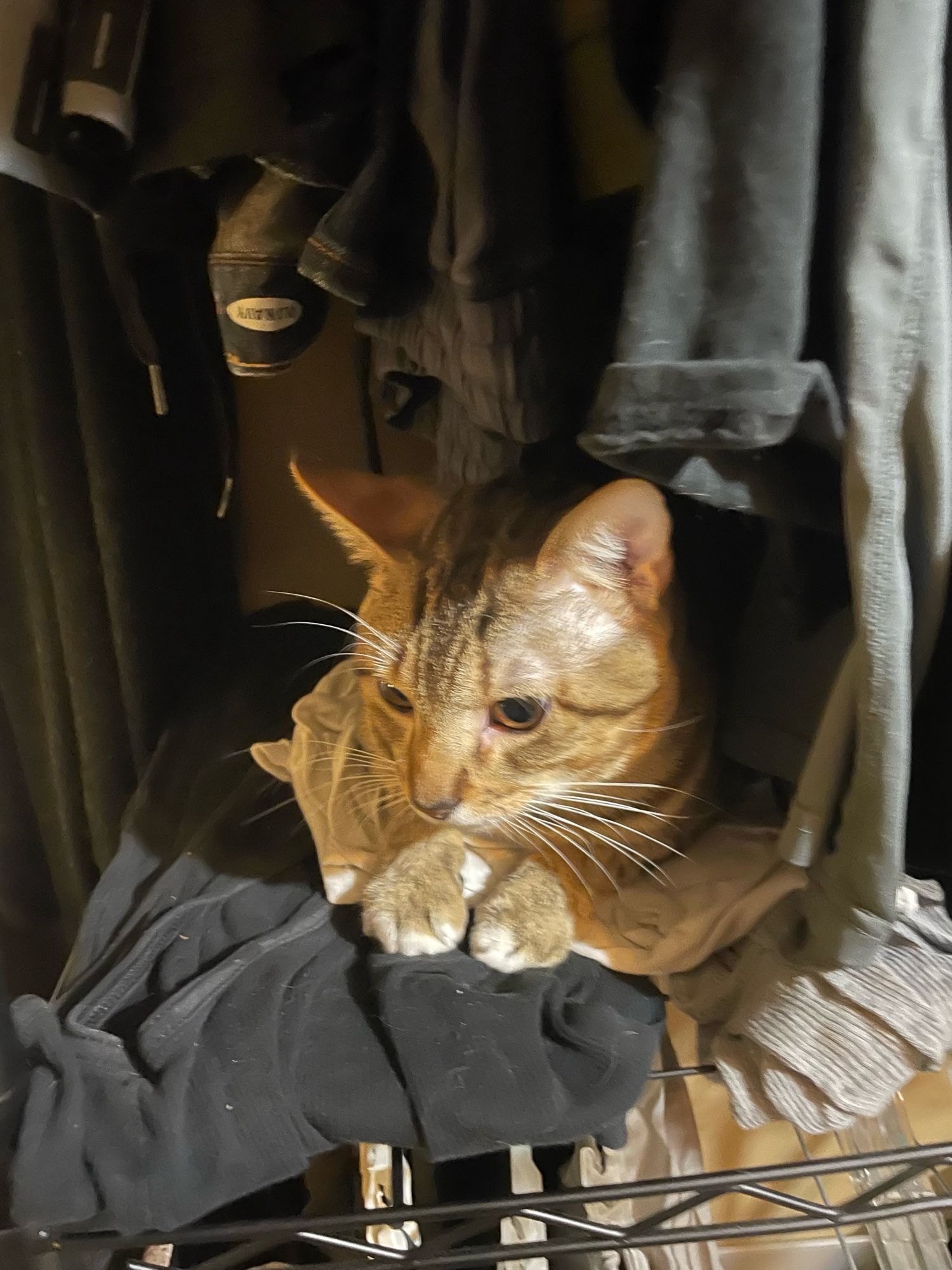 Arty, brown tabbie and cute jerk, laying on stacked tank tops on a shelf