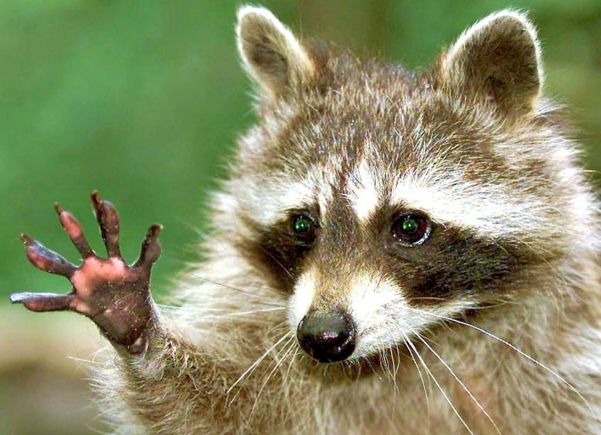 Ein Waschbär hebt sein Pfötchen hoch, als würde er sich in der Schule melden