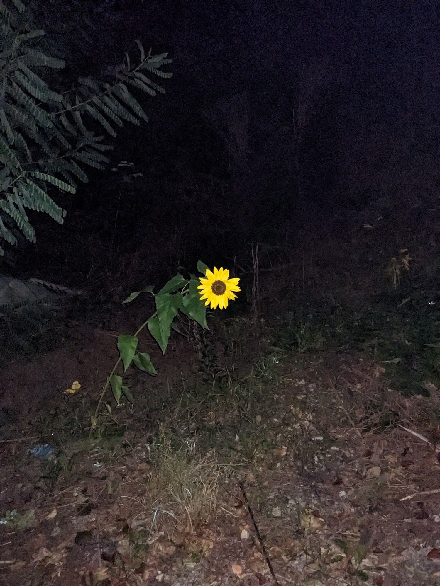 Eine Sonnenblume im Dunkeln fotografiert