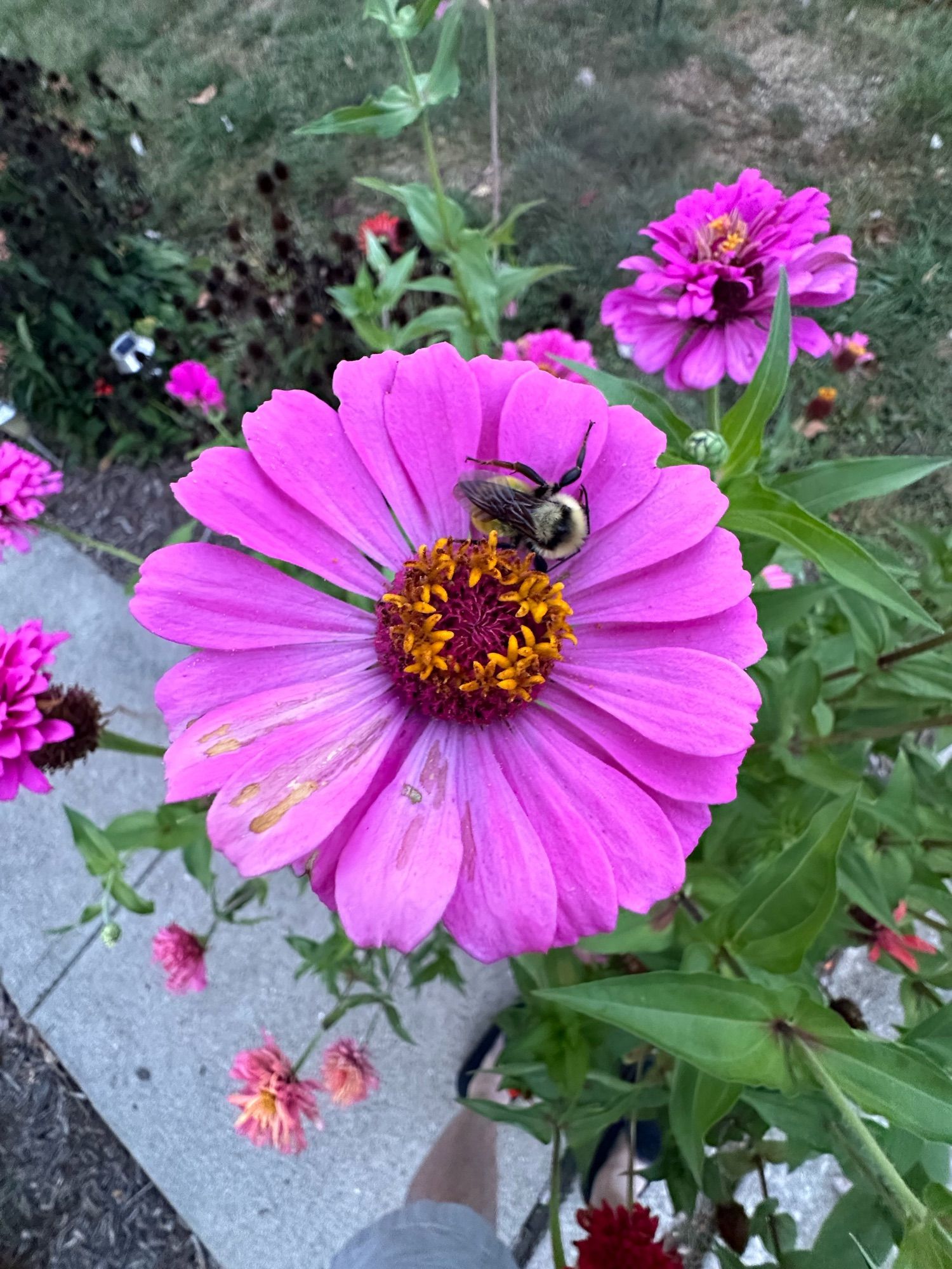 Bee sleeping in a pink zinnia