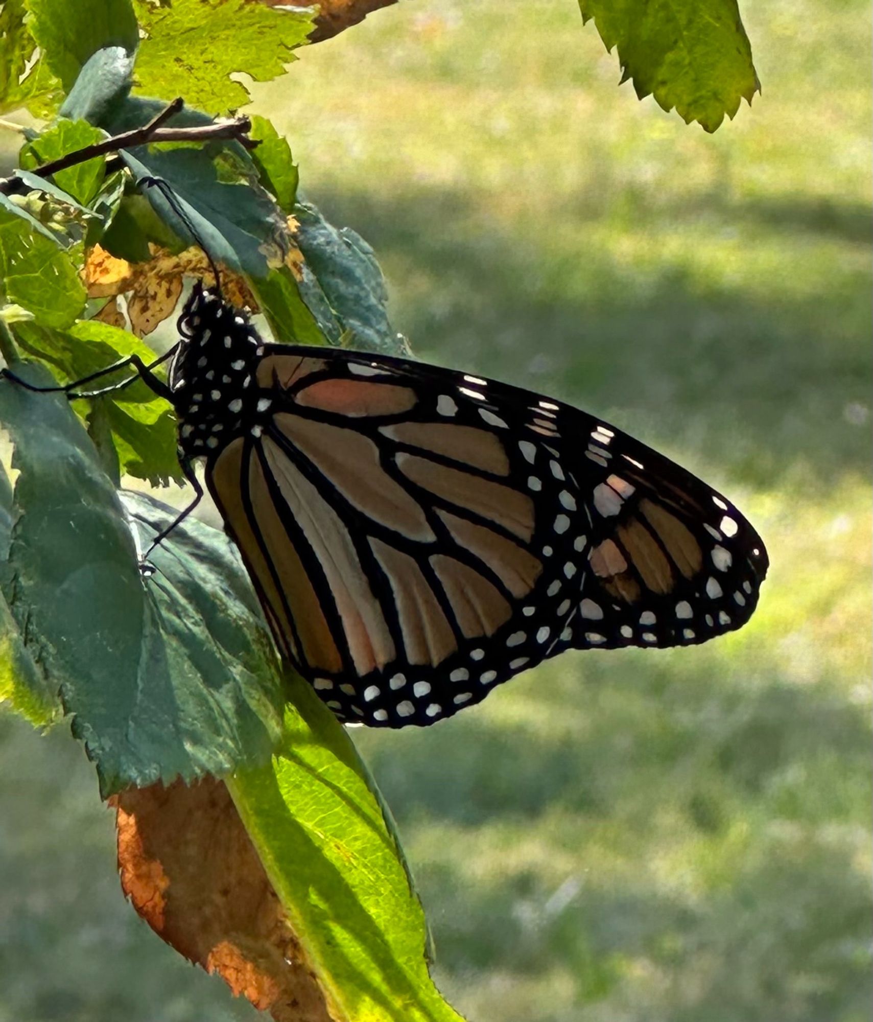 Spotted unknown butterfly on rose bush.