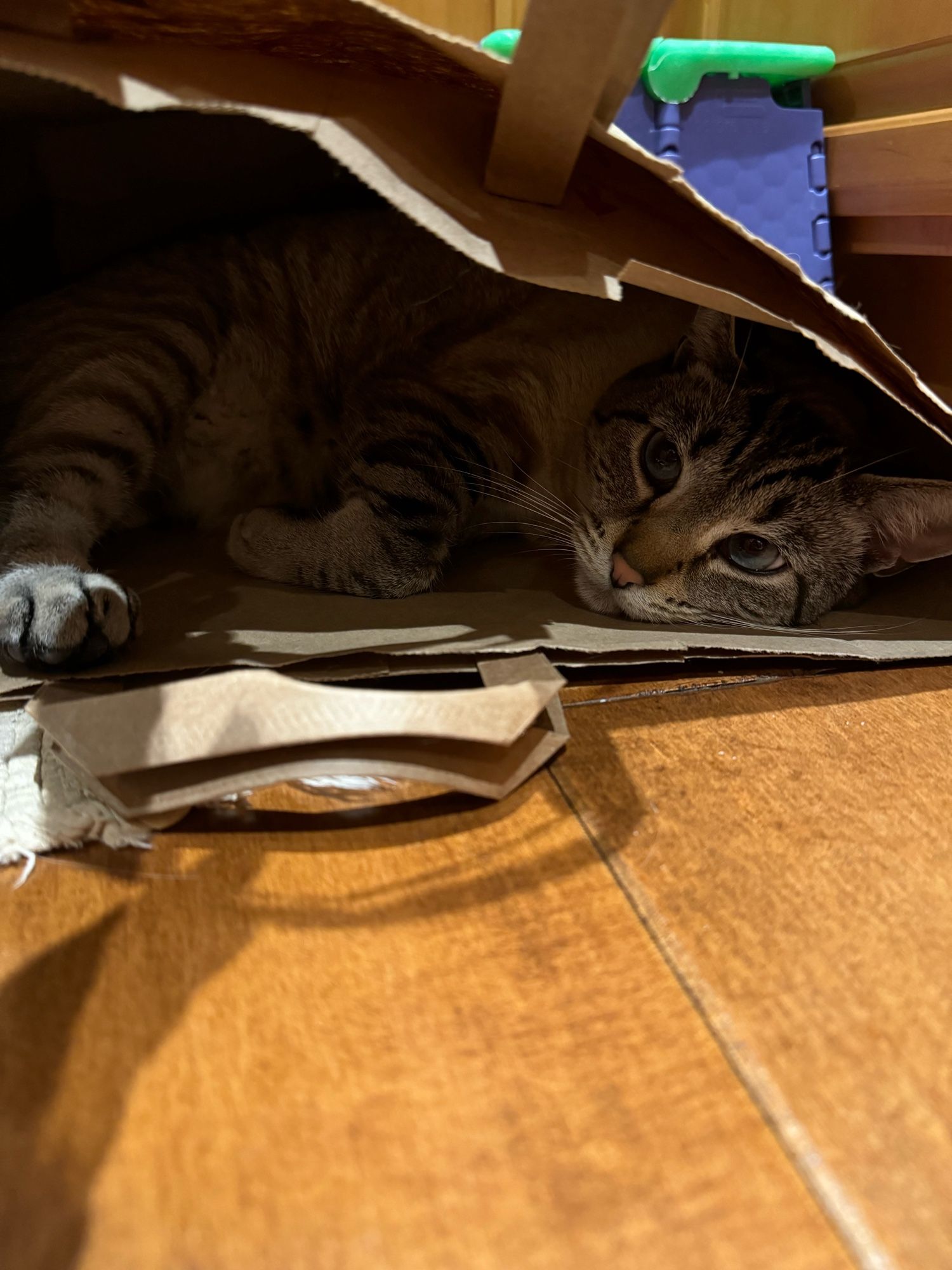 Blue eyed cat in a grocery bag. You can’t see or hear the purring but it is there.