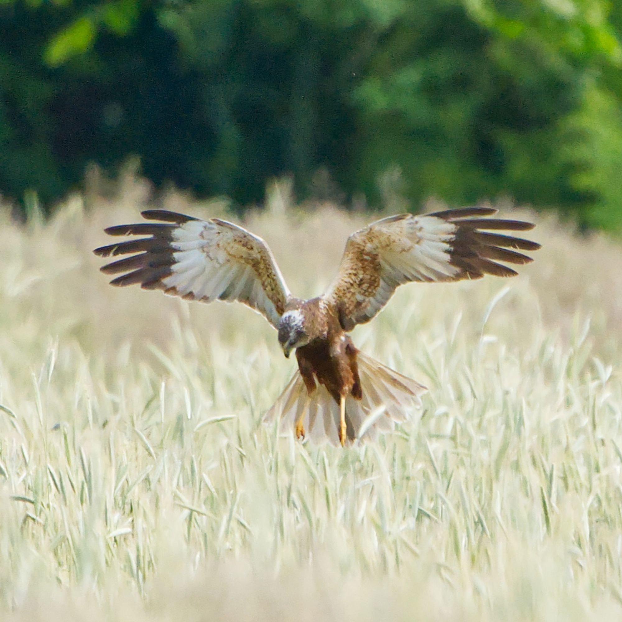 Eine Rohrweihe schwebt über einem Kornfeld in dem sie wohl Beute entdeckt hat