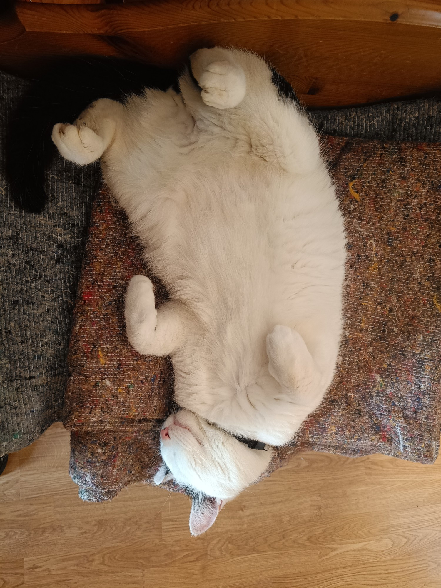 A large white cat, sleeping on his back with all four paws up in the air and curled.