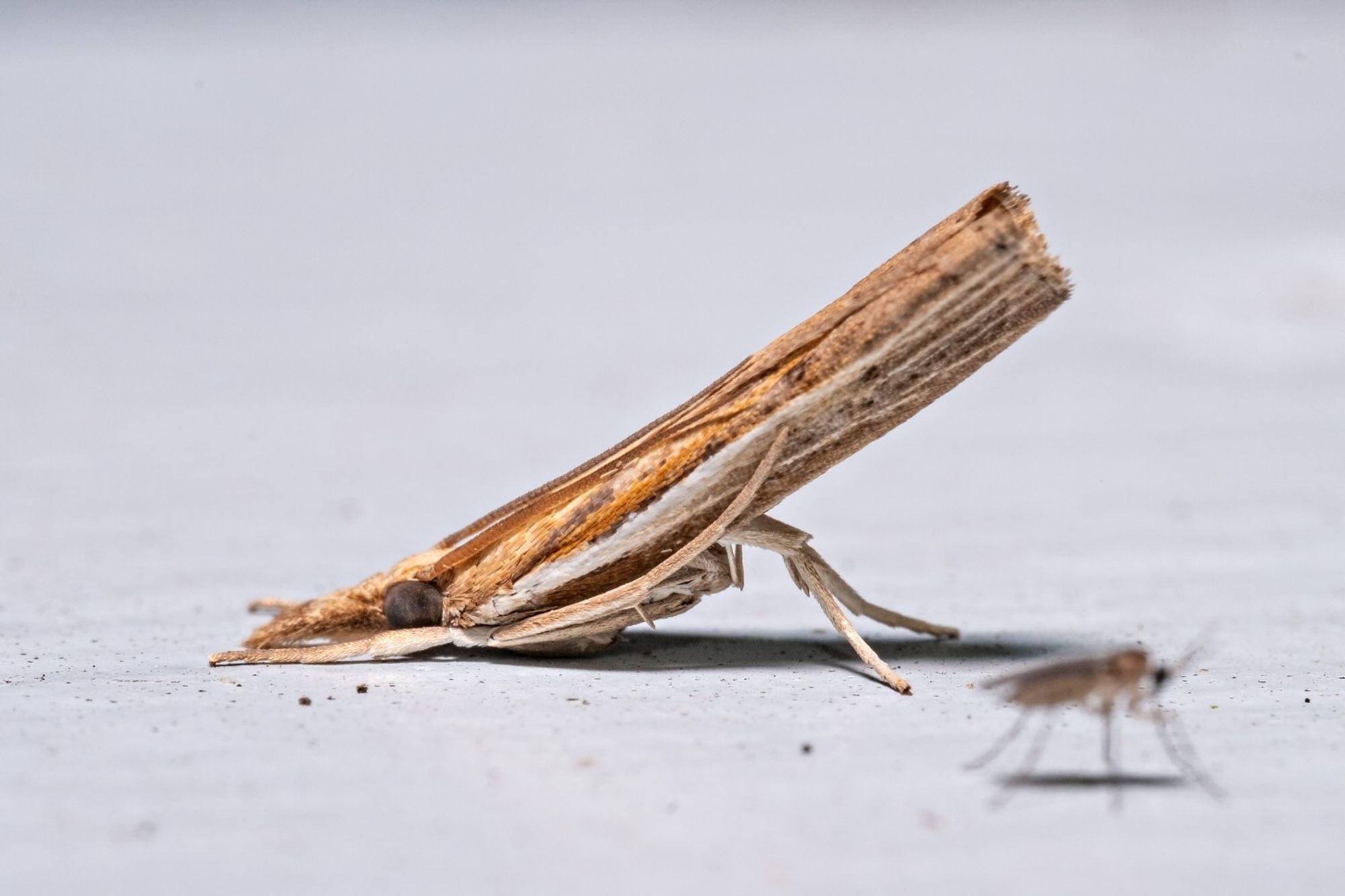 A brown and white twig-like Fissicrambus moth.  The moth is head down,  with it's butt in the air, A small photobombing fly is in the foreground.