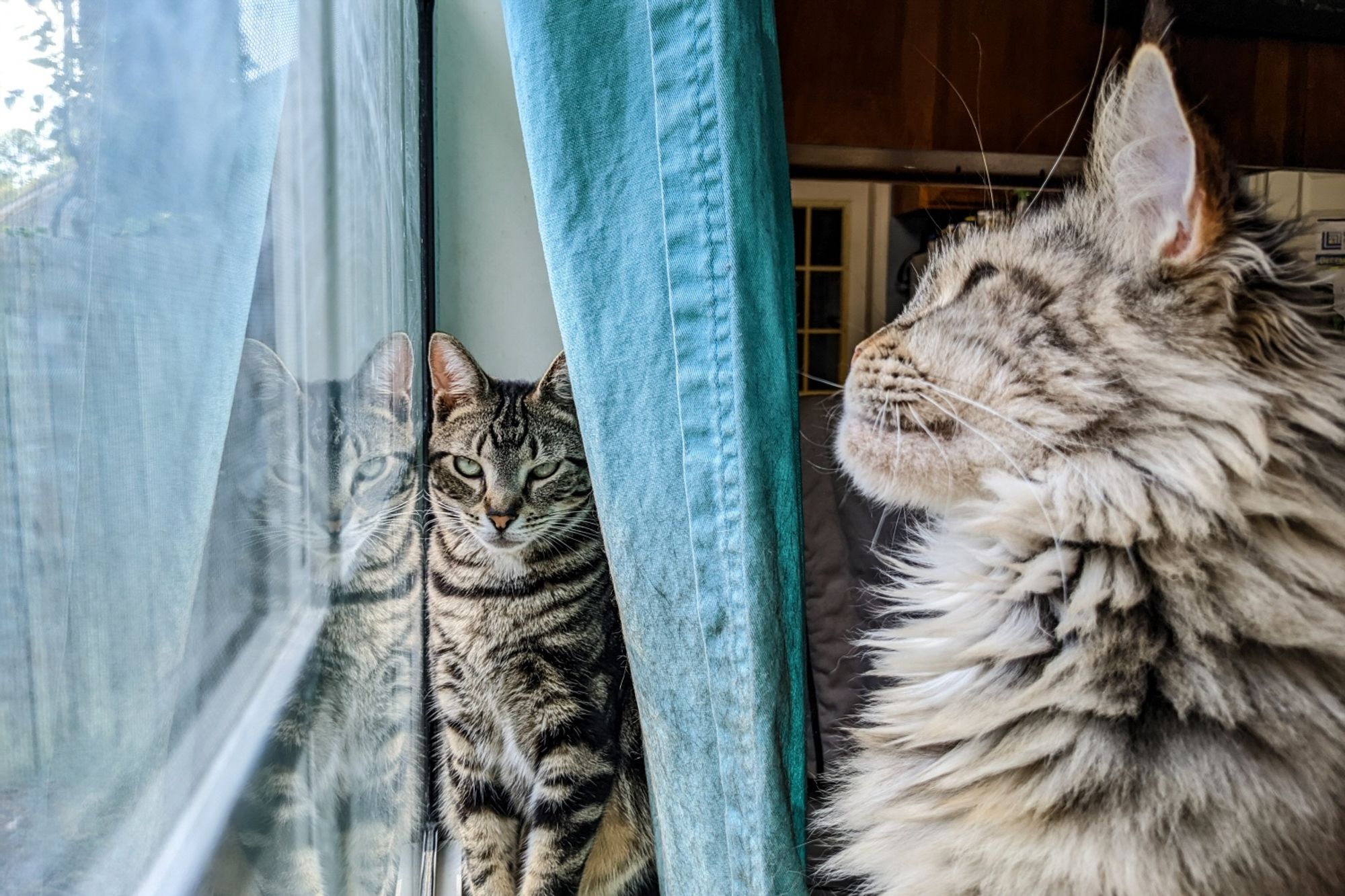 A fluffy tan cat intently watches an off frame lizard  while a classic(Marbled) tabby cat lurks behind the curtain looking diabolical.