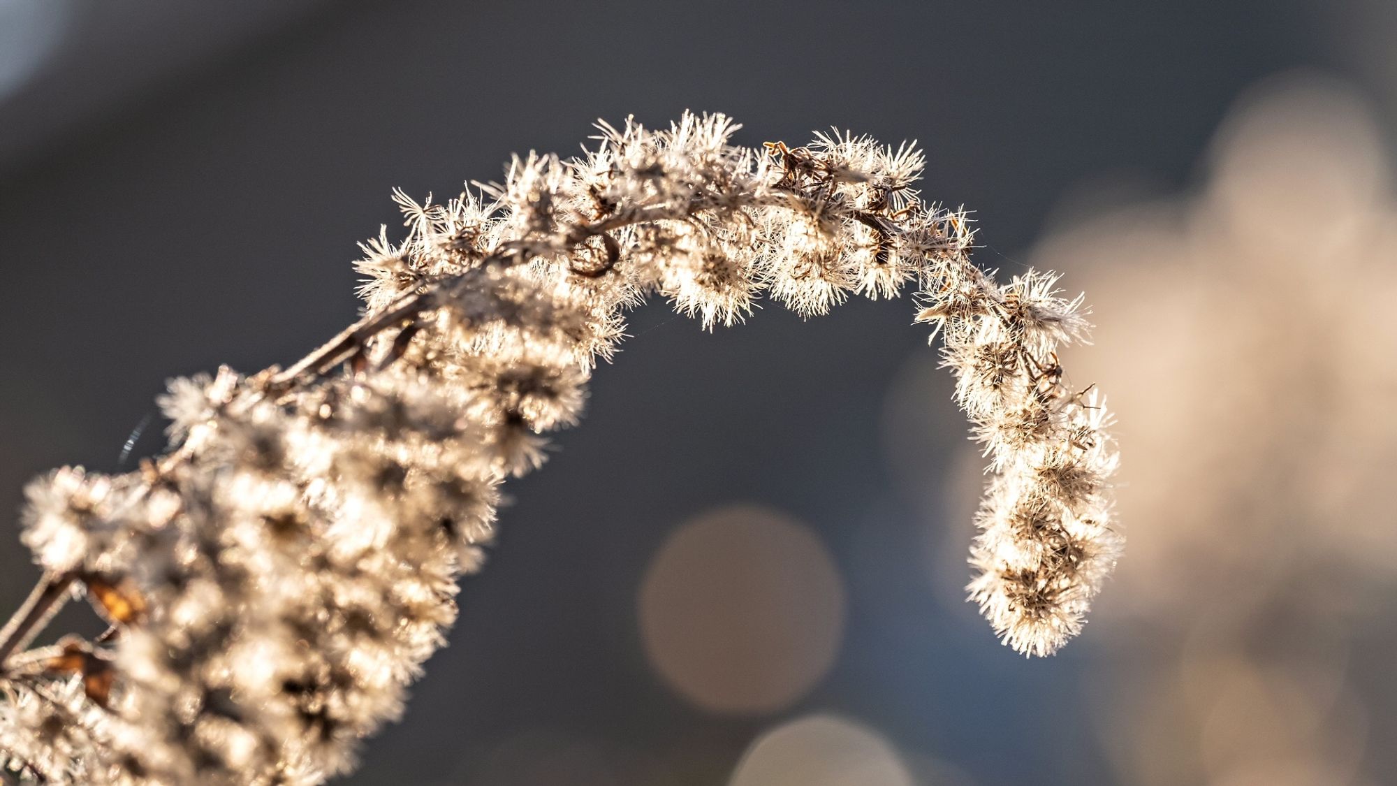 A golden rod seed head curls upwards and to the right, backlit by the late afternoon sun,