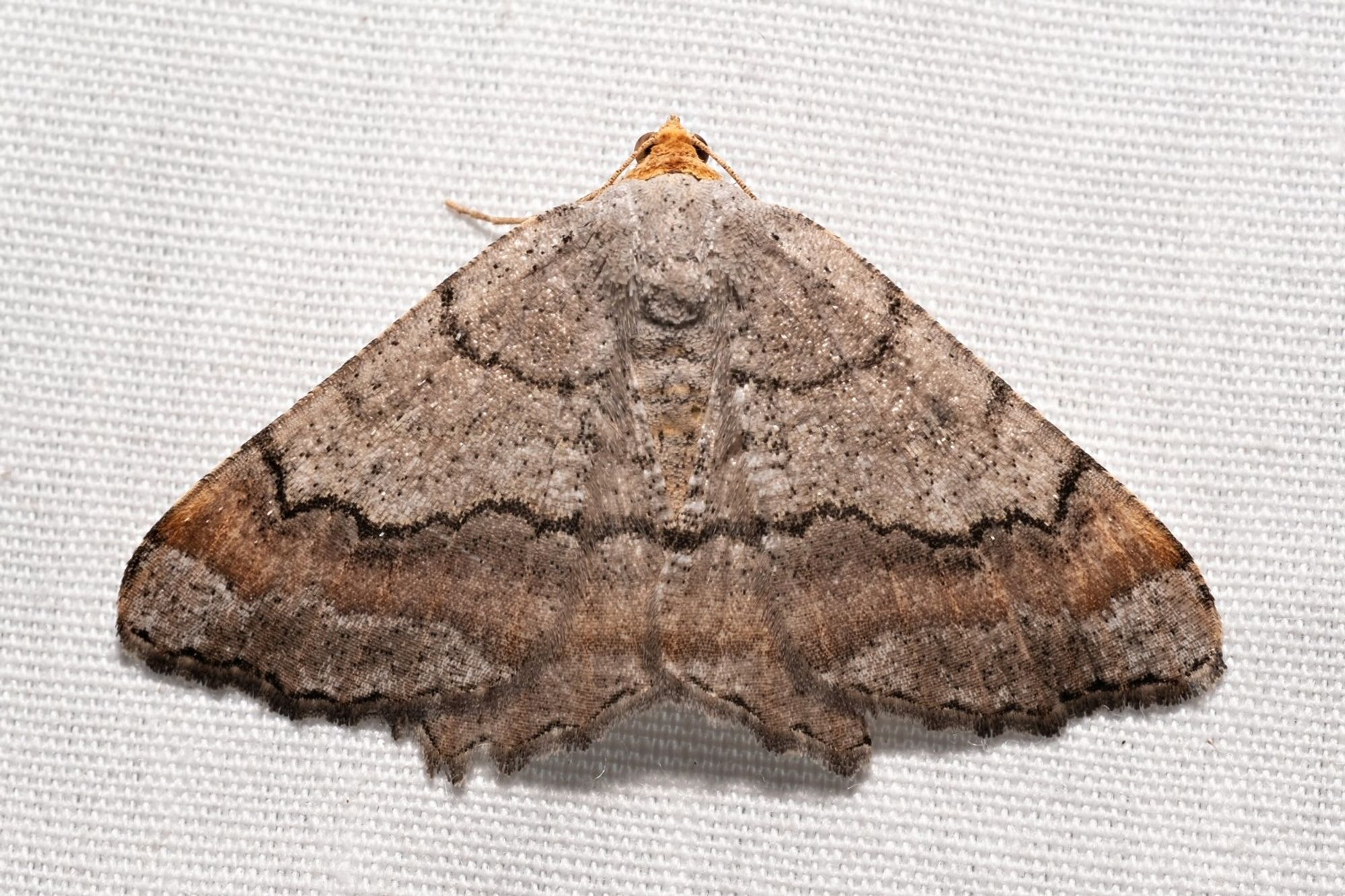 The Southern Chocolate Angle Moth,  Macaria distribuaria a brown triangular moth.  The head is orange with the upper part of the wings a light tan with black stripes running longitudinally across.  A darker brown stripe runs across the bottom of the wings.