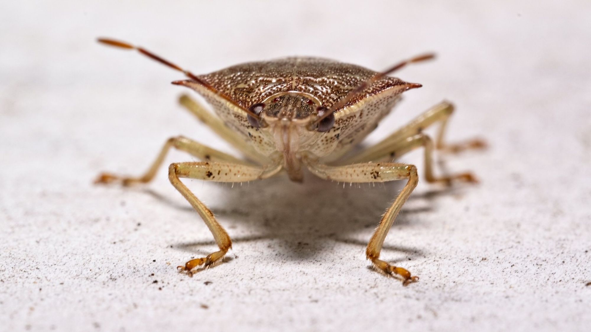 A portrait photo of a small green and brown stink bug, possibly the Spined Soldier Bug Podisus maculiventris