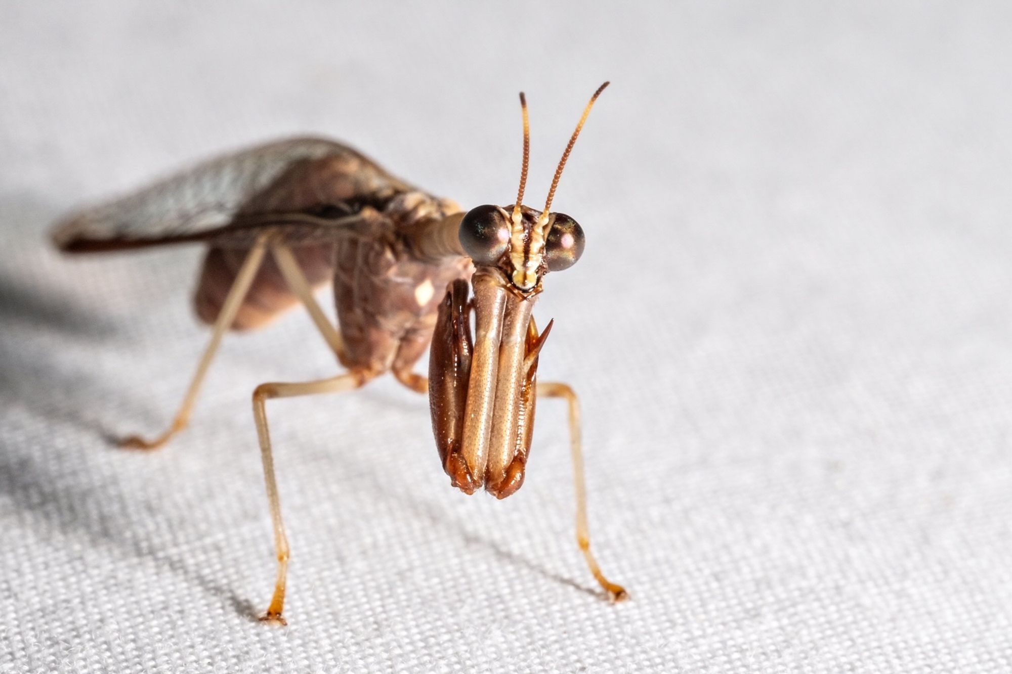 A photo of a brown mantid fly on a white background.  The mantidfly's raptorial arms, much like those of a praying mantis are held close under it's triangular head which features large hemispherical bronze metallic colored eyes.