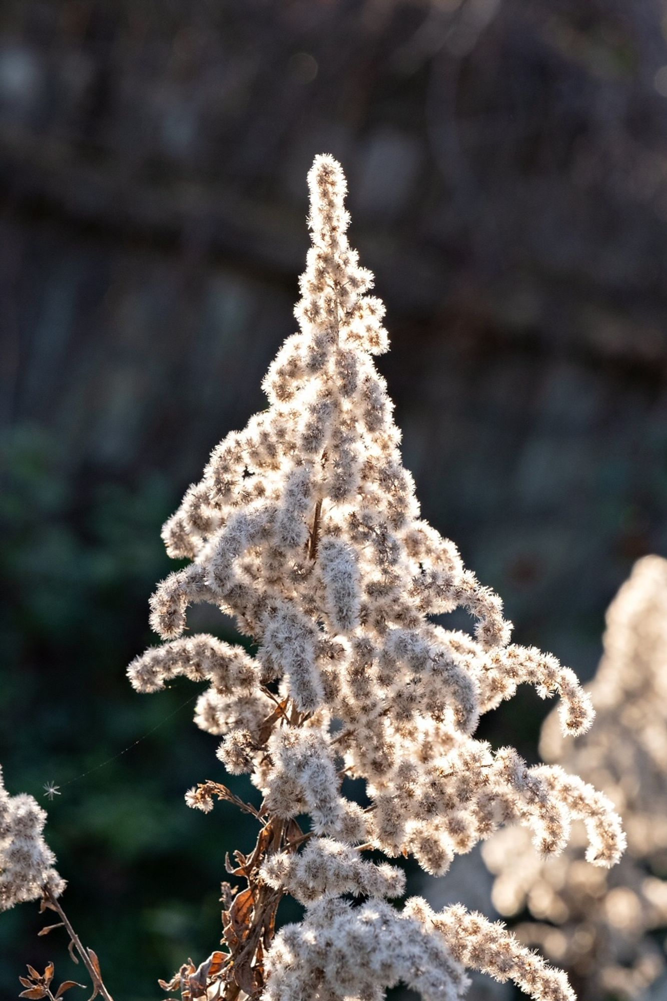 A goldenrod seed head with drooping curled branches backlit by the late sun.