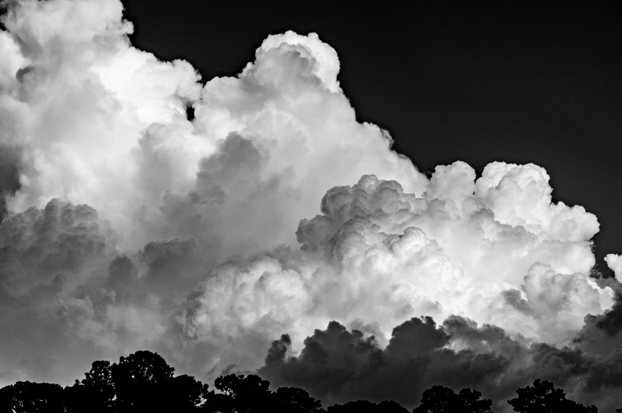 A black and white photo of puffy white storm clouds over a dark horizon of pine trees.