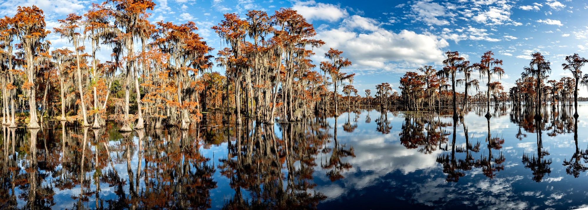 A panorama of Bald Cypress trees in a lake.  The trees are in their orangeAutumn raiment, one of the few conifers which are deciduous) and puffy white clouds in blue sky are reflected in the dark waters of the lake.