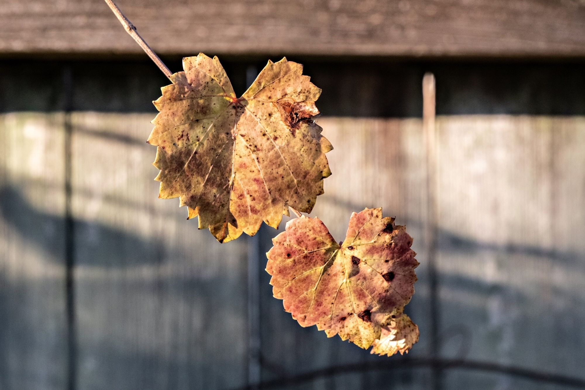 Three grapeleaves, yellow dappled with orange descend diagonally across the frame, a wooden fence as an out of focus background.