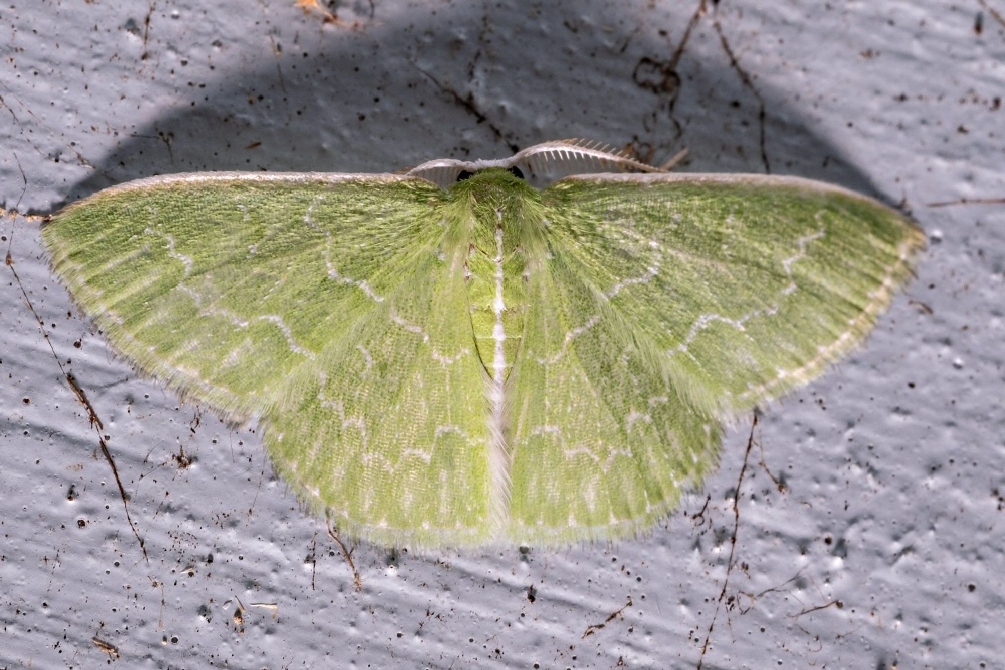 The Southern Emerald Synchlora frondaria, a pale lime green moth with thin wavy white lines running along the wings.