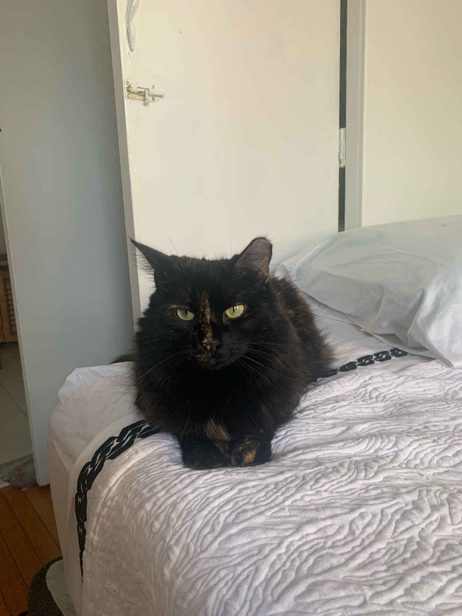 Tortoiseshell cat with green eyes lying on a bed with a white coverlet