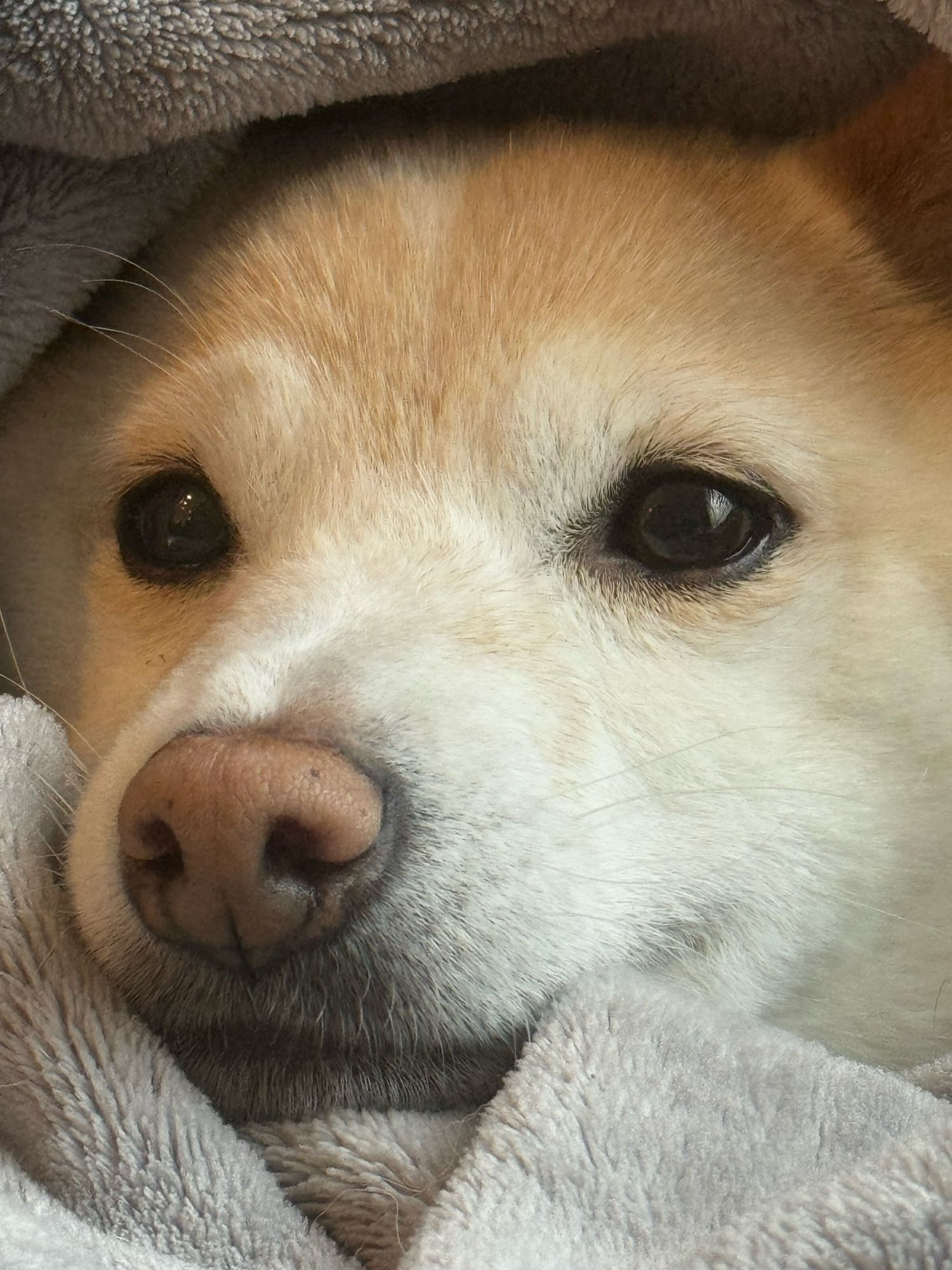 an extreme close up of a shiba inu bundled in a blanket