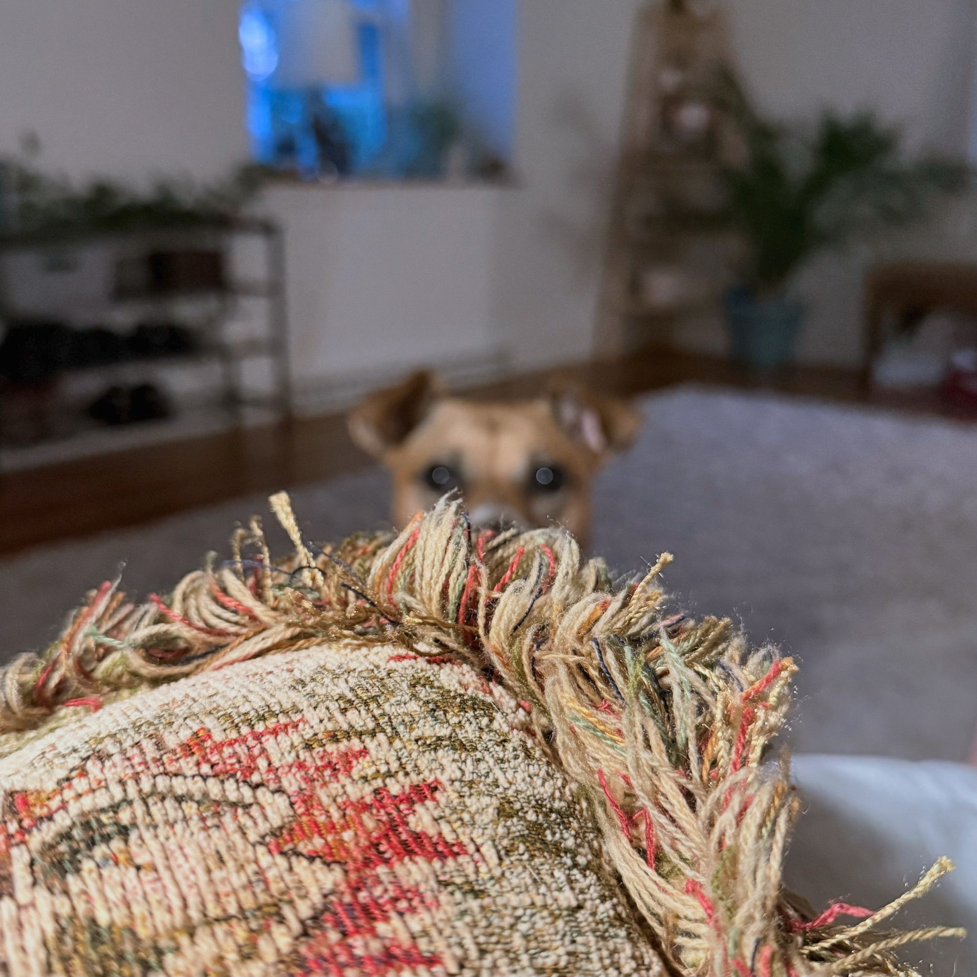 Close up photo of a pillow with an out of focus dog in the middle distance, staring expectantly.