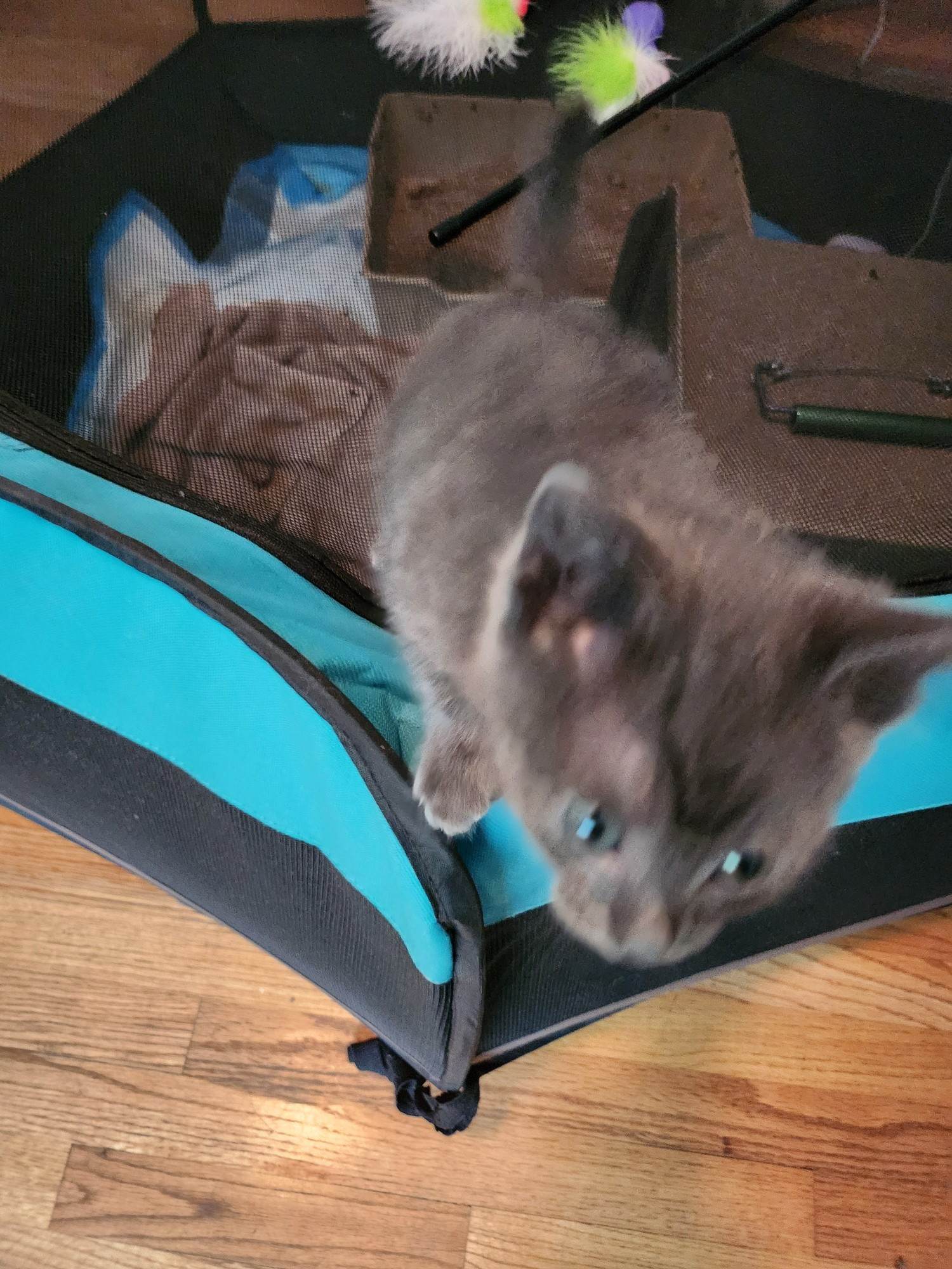 Blurry shot of that same gray kitten, now standing on top of a kitten enclosure, getting ready to leap for glory