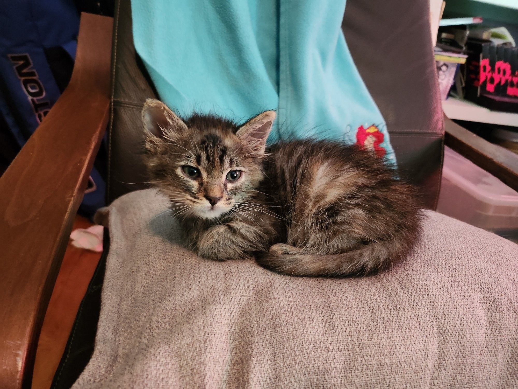 A tiny kitten sitting full loaf-mode on a pillow atop a chair