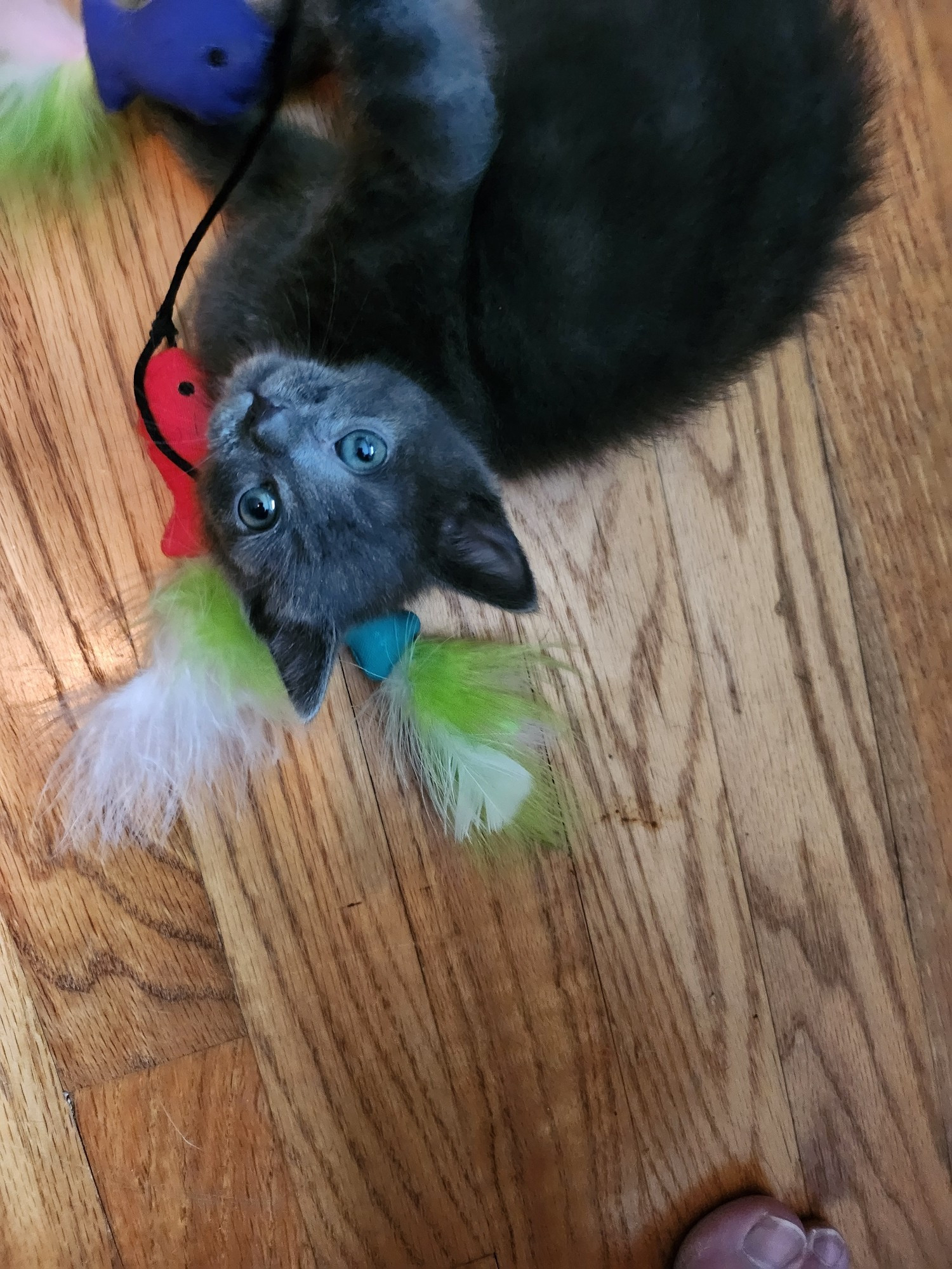 A little tiny gray kitten playing with a fish-toy, looking up at the camera