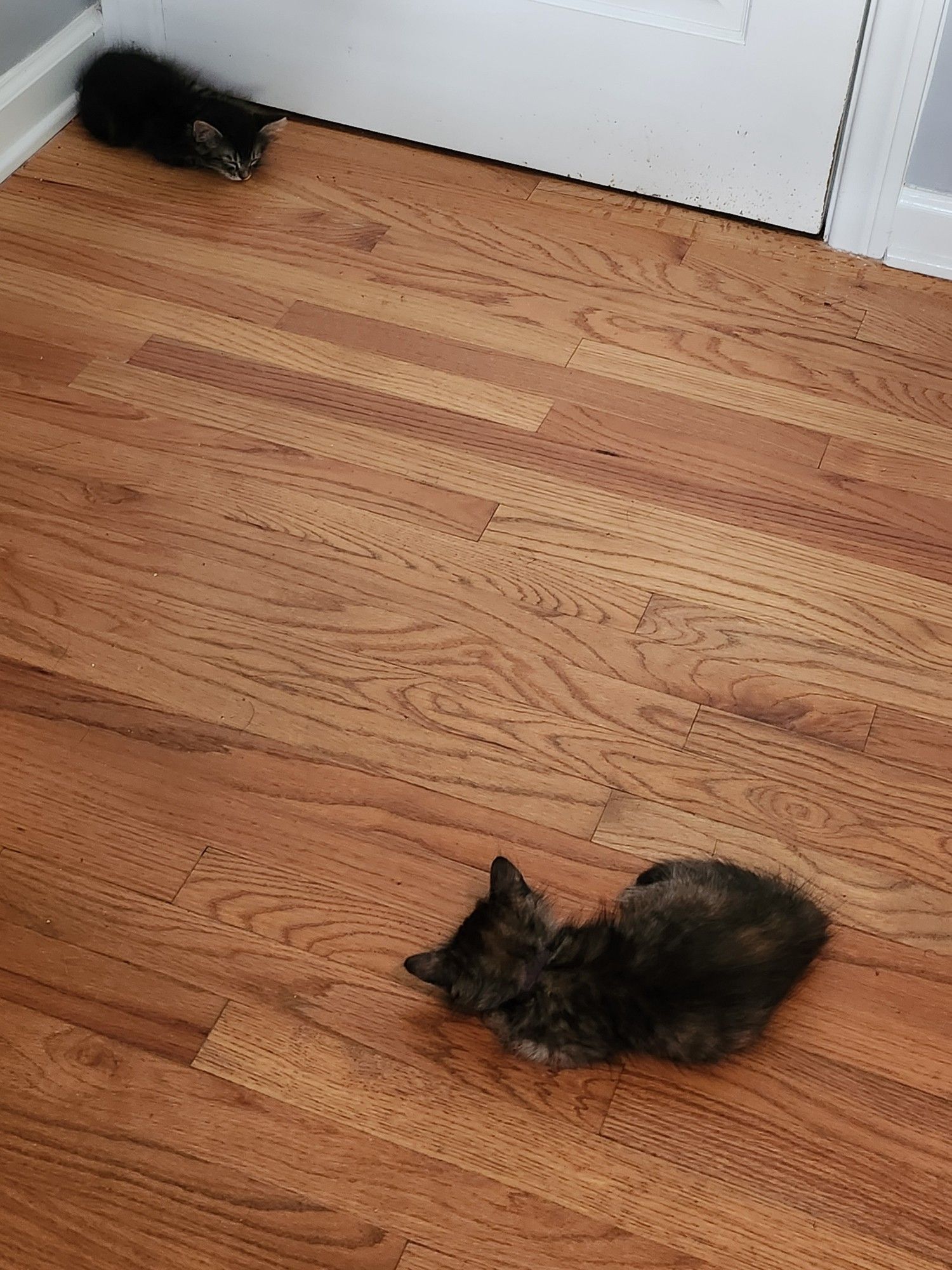 Two tiny little kittens asleep on a hardwood floor, about three feet from each other