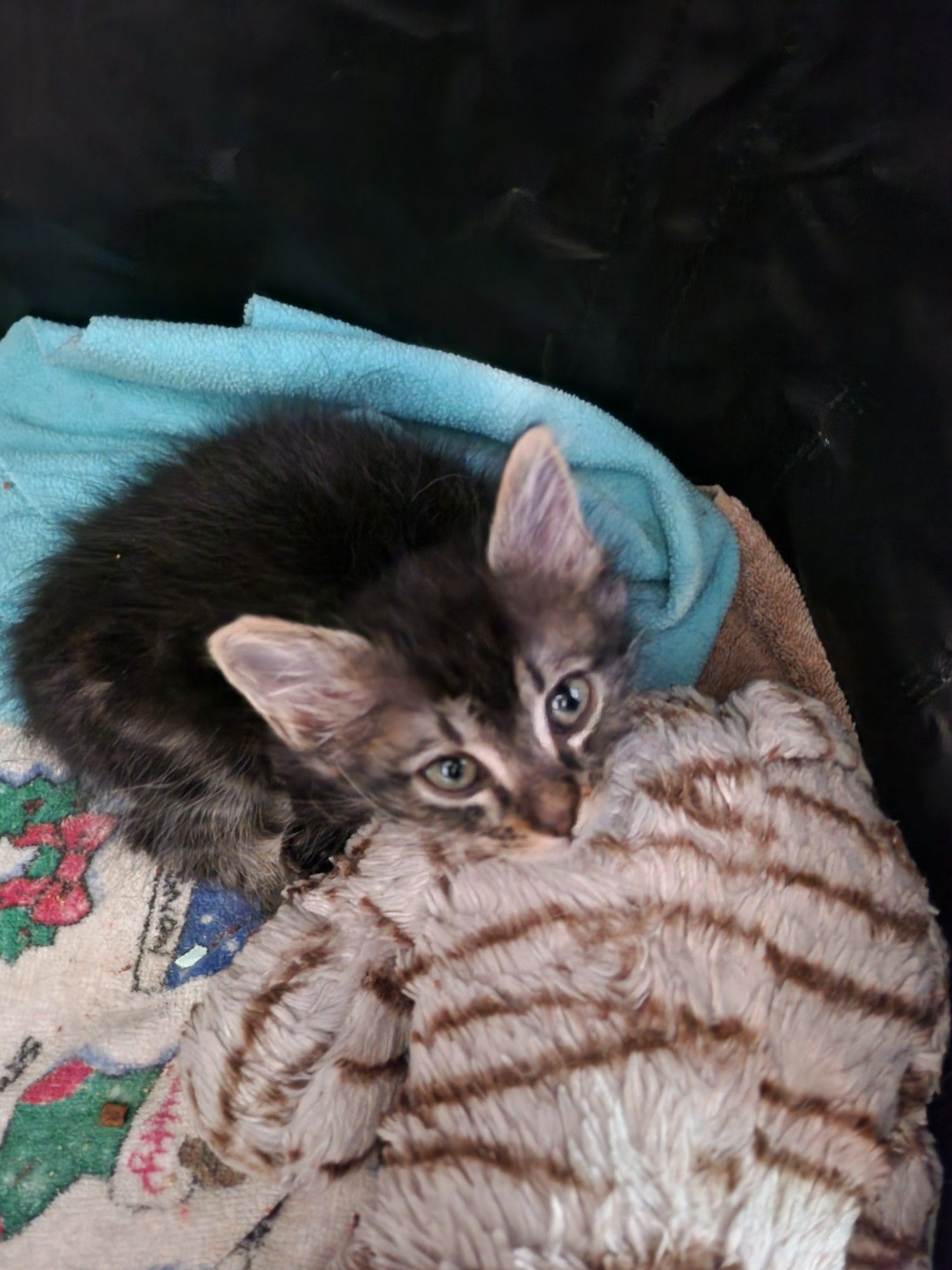 A tiny kitten resting his head on a stuffed momma cat toy