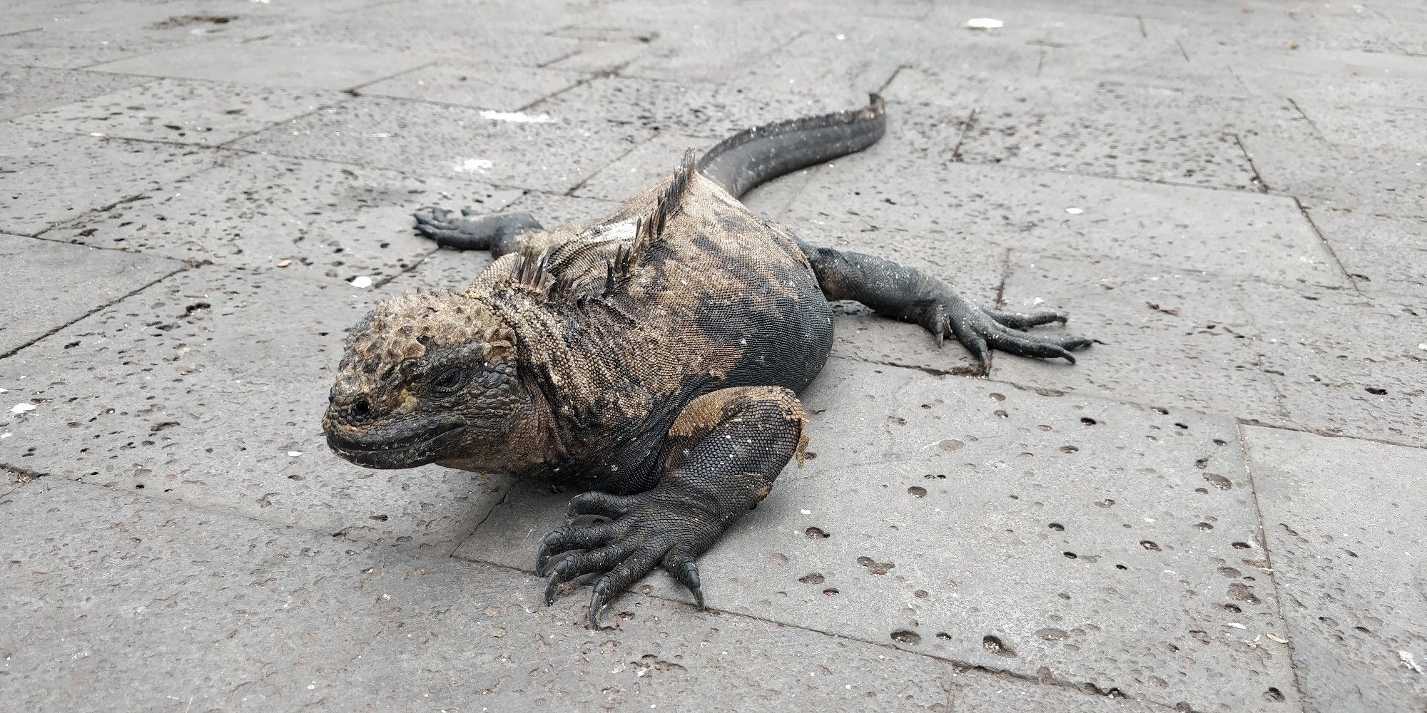 A Galapagos marine iguana basks on a paved walkway