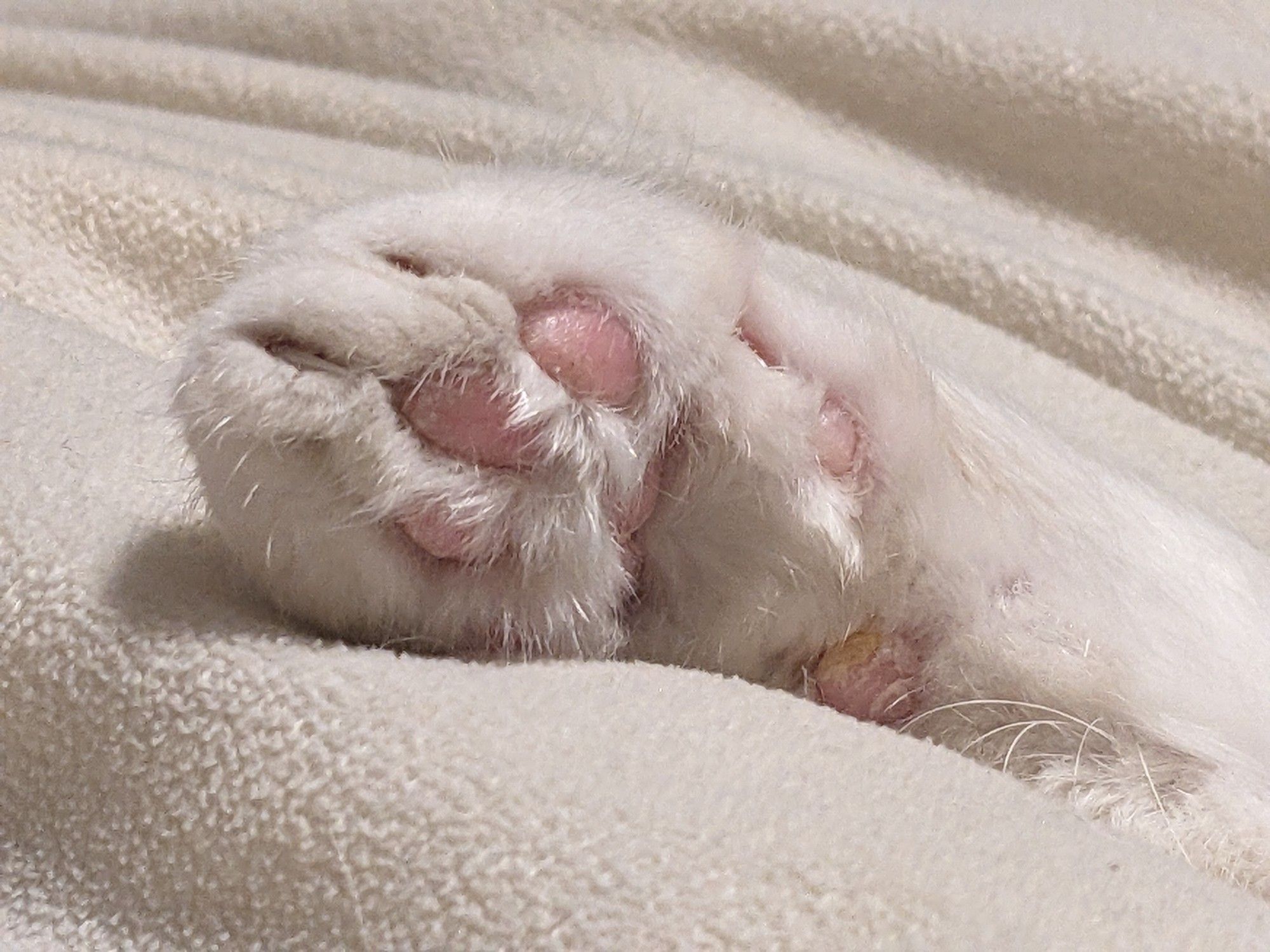 The same white cat's paw, toe beans daintily on display, set against a soft white blanket.