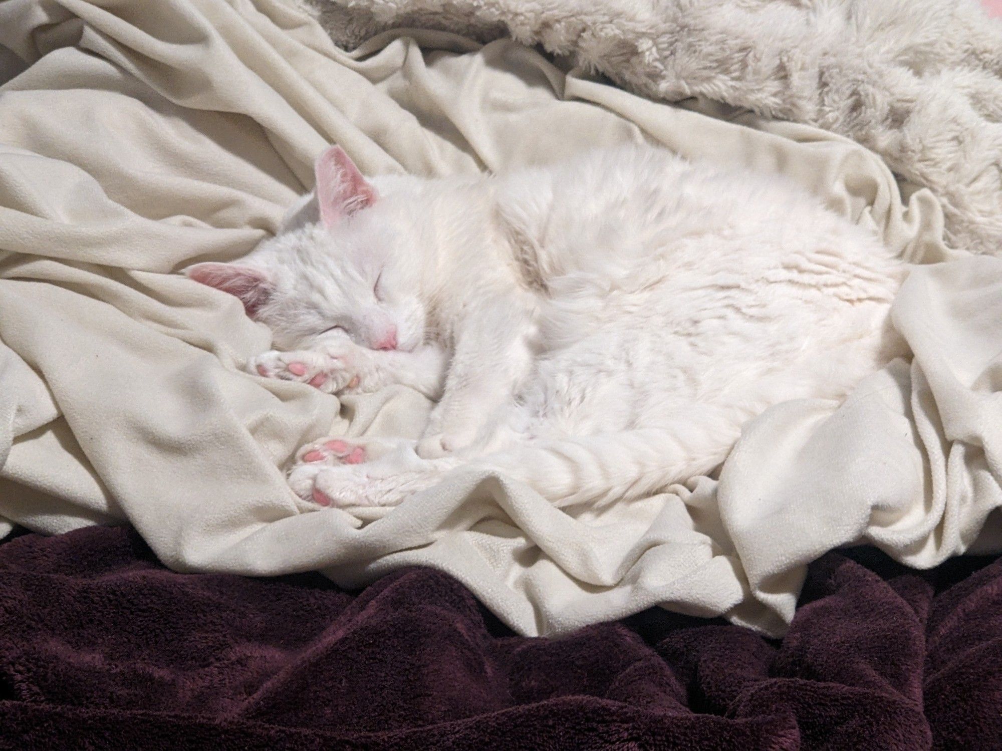 white cat sleeping on a white blanket, pink nose and toes on gleeful display