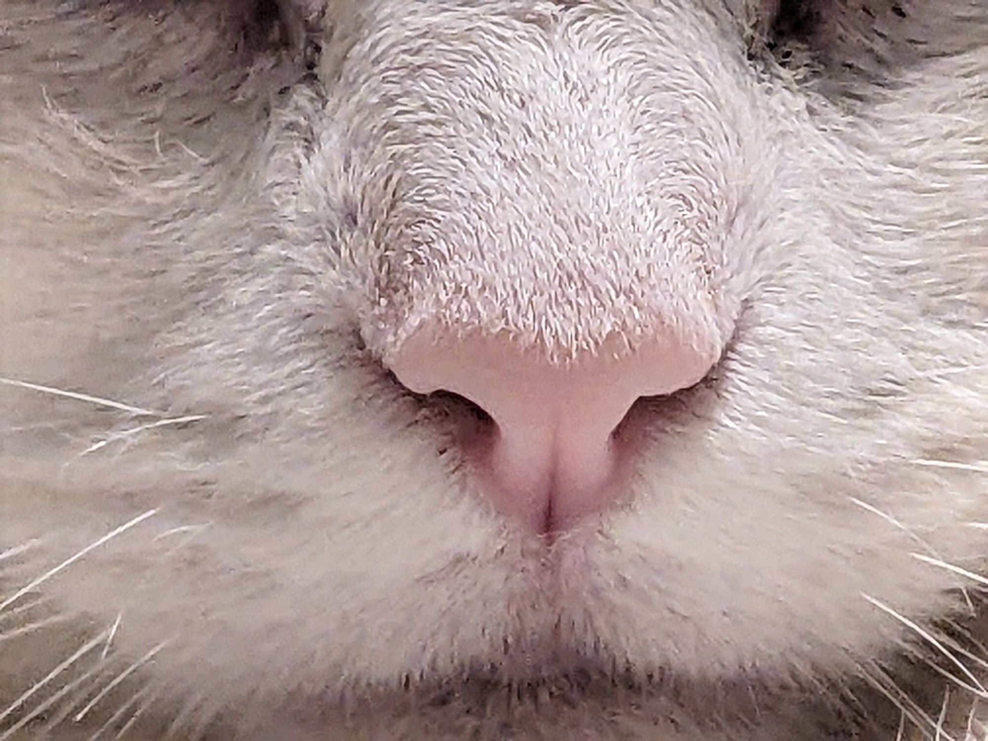 A close-in shot of a white cat's pink little nose, tragically going unbooped.