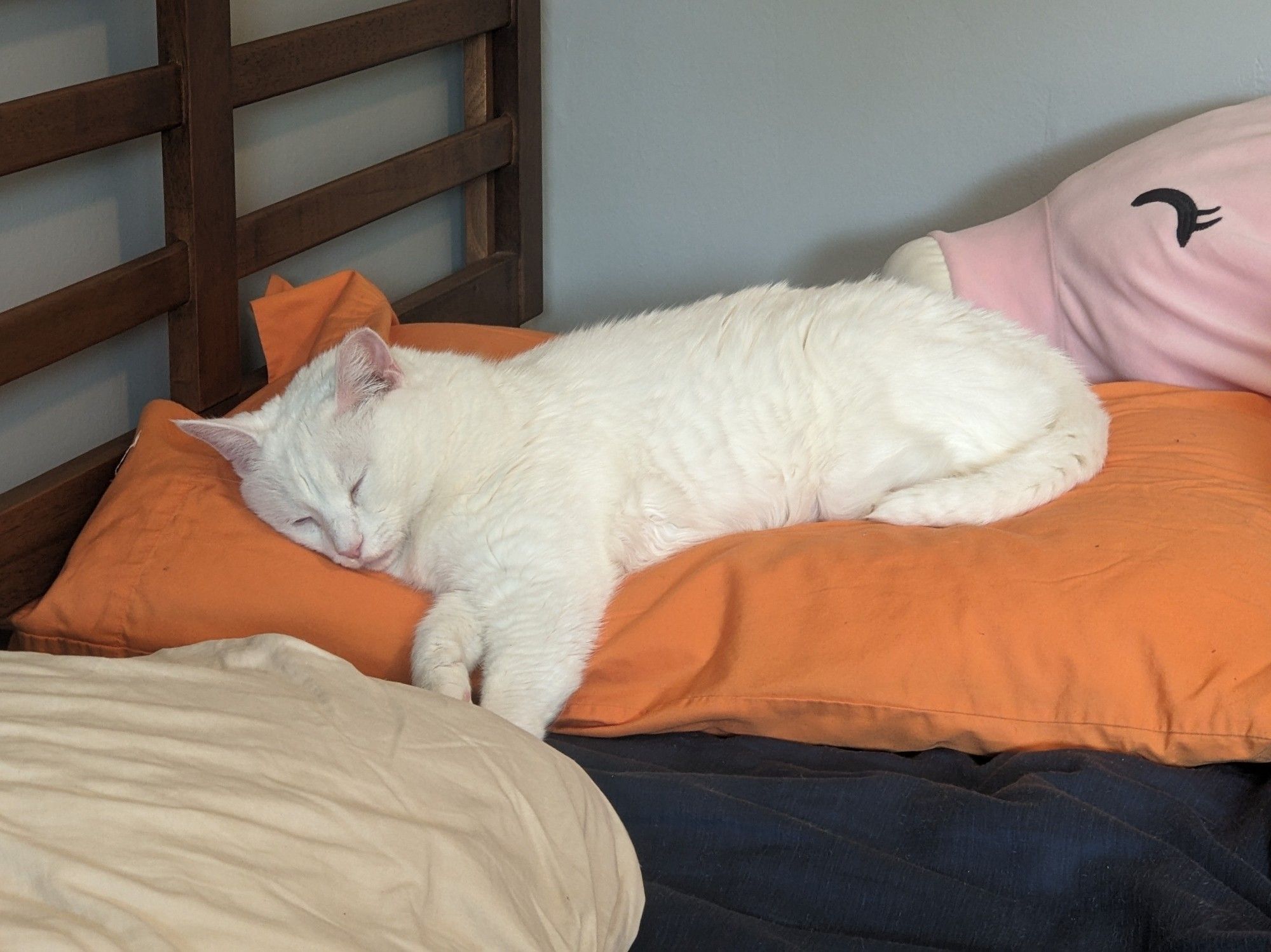 A white cat dozing deeply on an orange pillowcase, like a fluffy creamsicle. A giant hog plushie haunts the background.