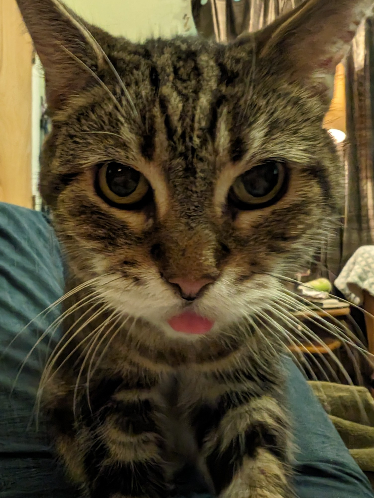 my tabby cat, yum, with her tongue stuck out