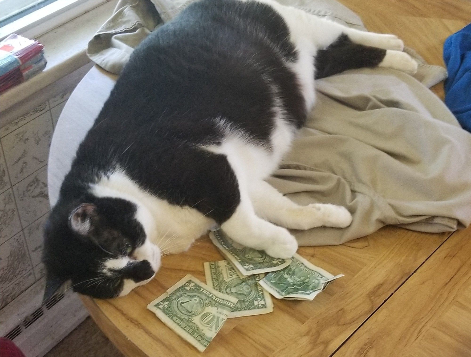 Black and white cat on top of a table amongst dollar bills