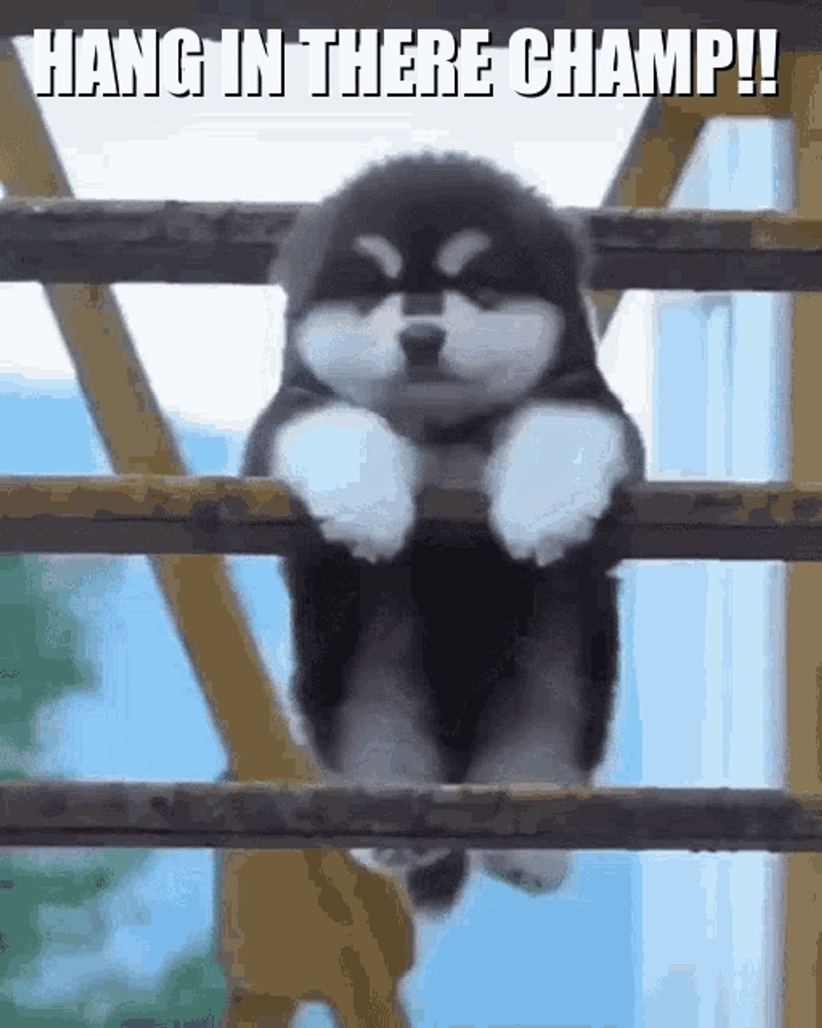 A cute, fluffy puppy hangs from its front legs. The text says "Hang in there champ!"