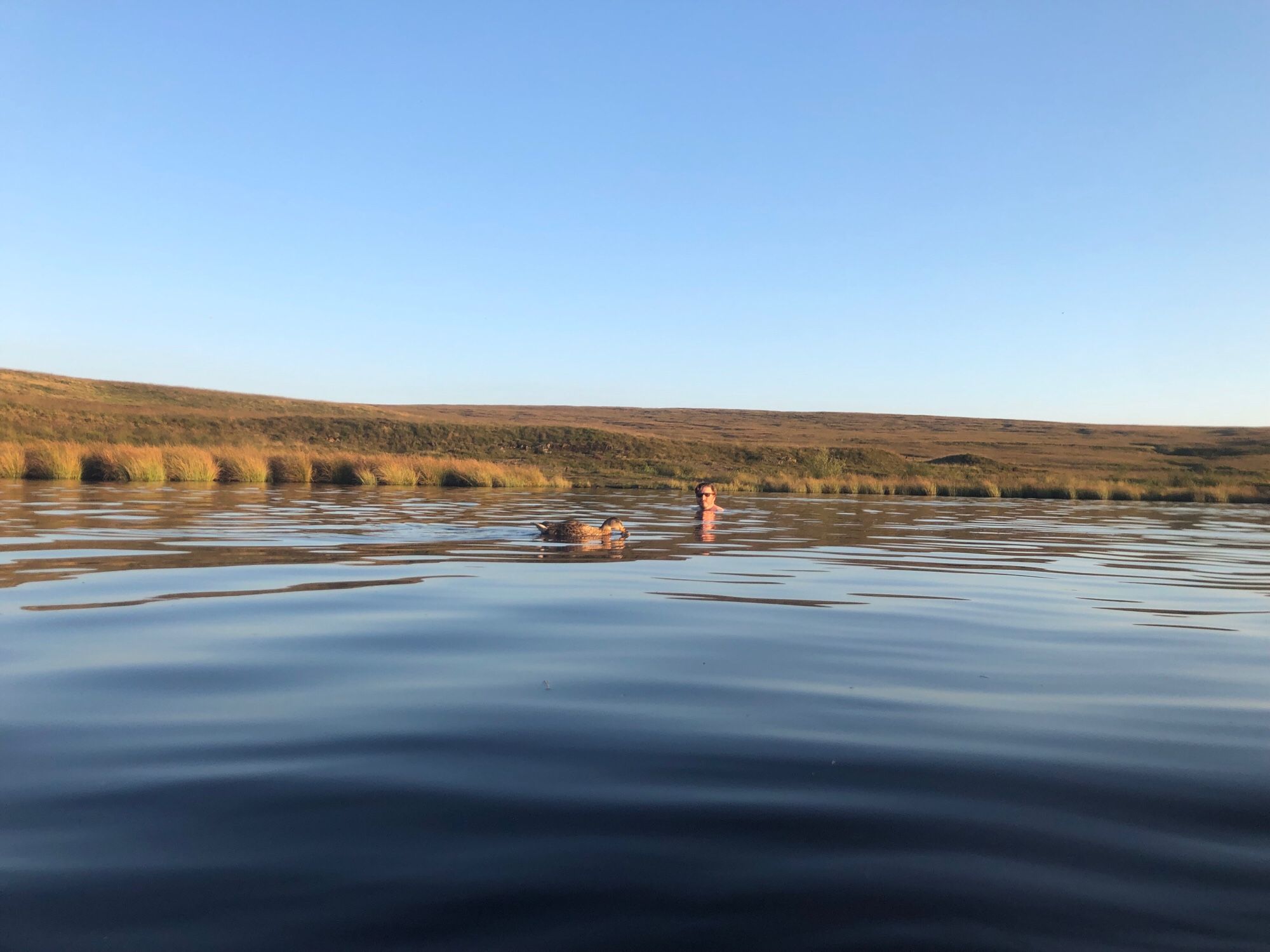 A photo of a passing duck taken whilst taking a dip in a local wild swim spot, high on the moors, with a big big sky 😊