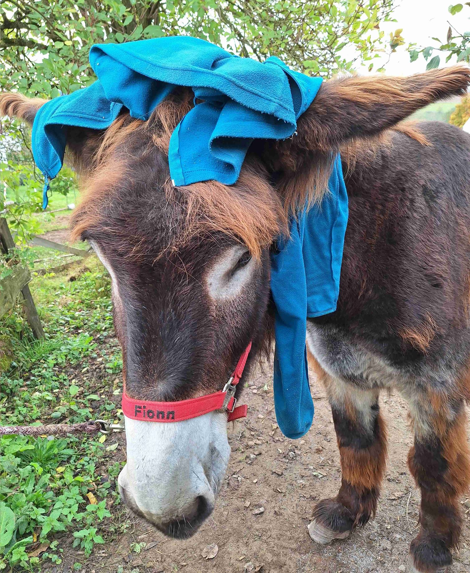 Fionn von schräg vorne aufgenommen, auf seinem Kopf hängt ein Bündel Jacke von der Huf Pflegerin. Er schaut ein wenig sparsam.