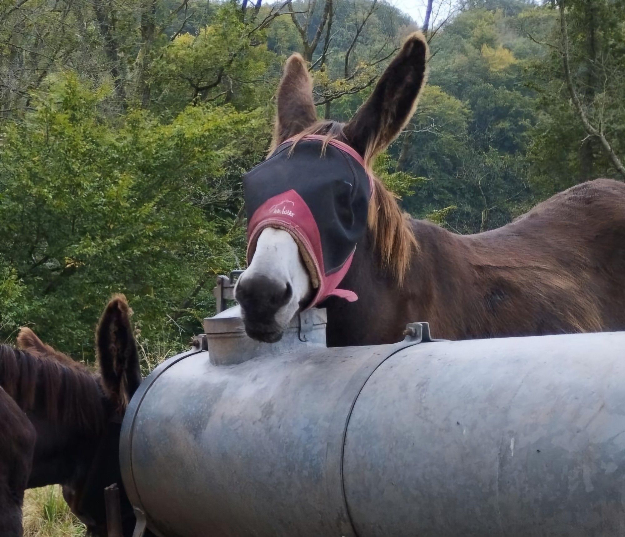 Ein runder metallener Wasserwagen, dahinter halb versteckt der gesenkte Kopf eines Esels, der zweite Esel steht dahinter und hat den Kopf obenauf gelegt.