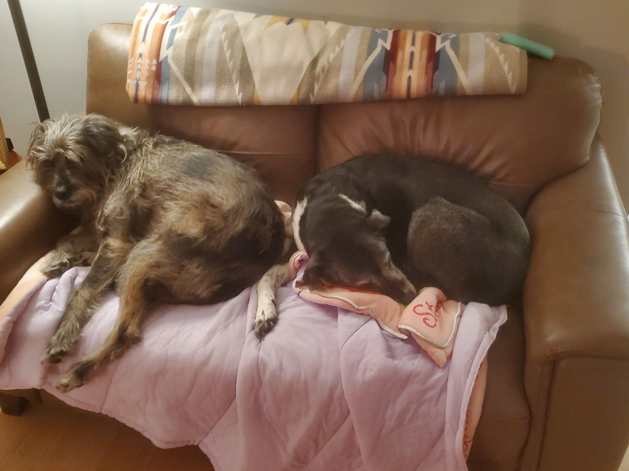 A scruffy grey dog and a black and white dog curled up on a couch together